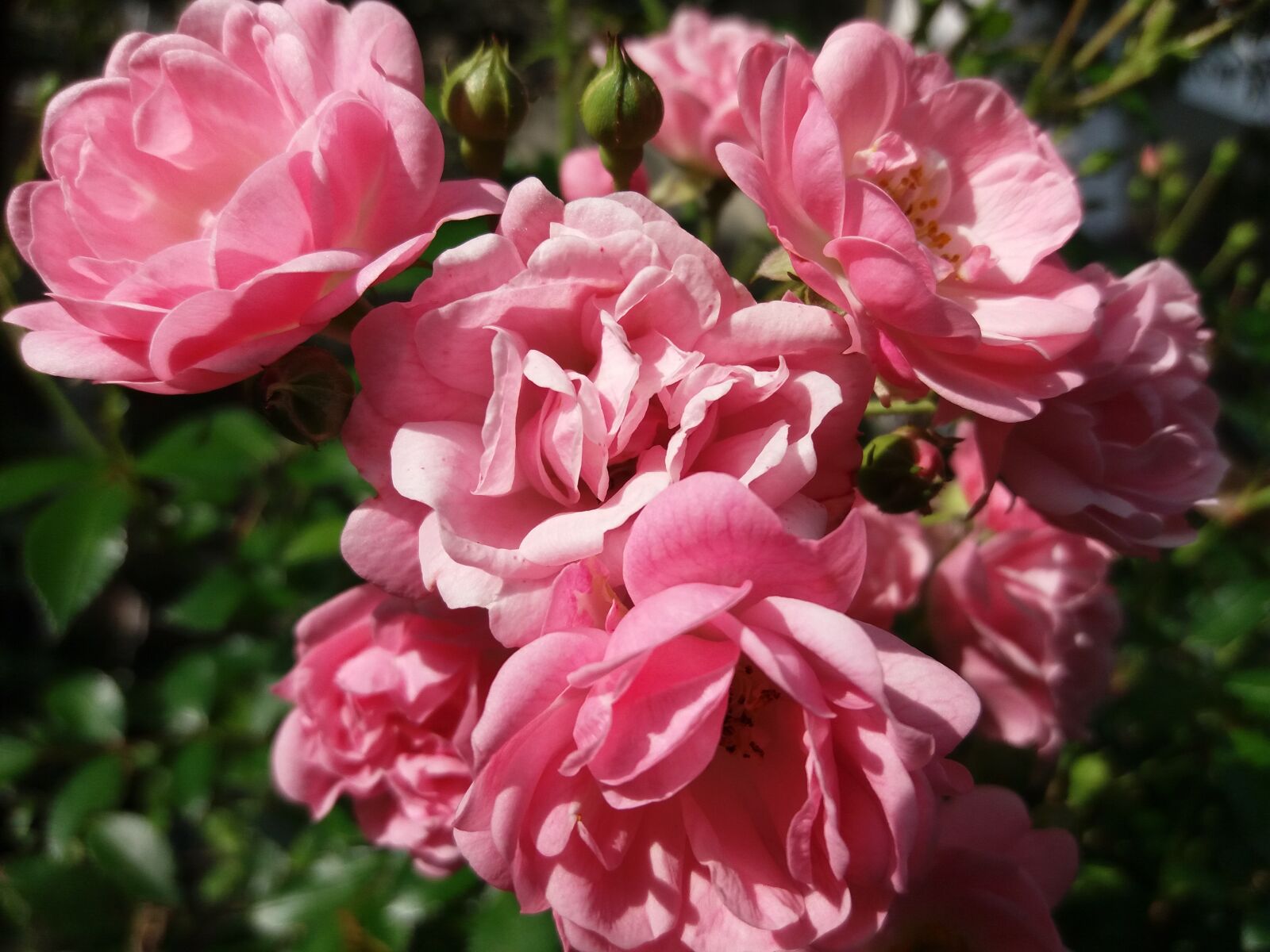 Samsung Galaxy J5(2016) sample photo. Roses, garden, rose garden photography