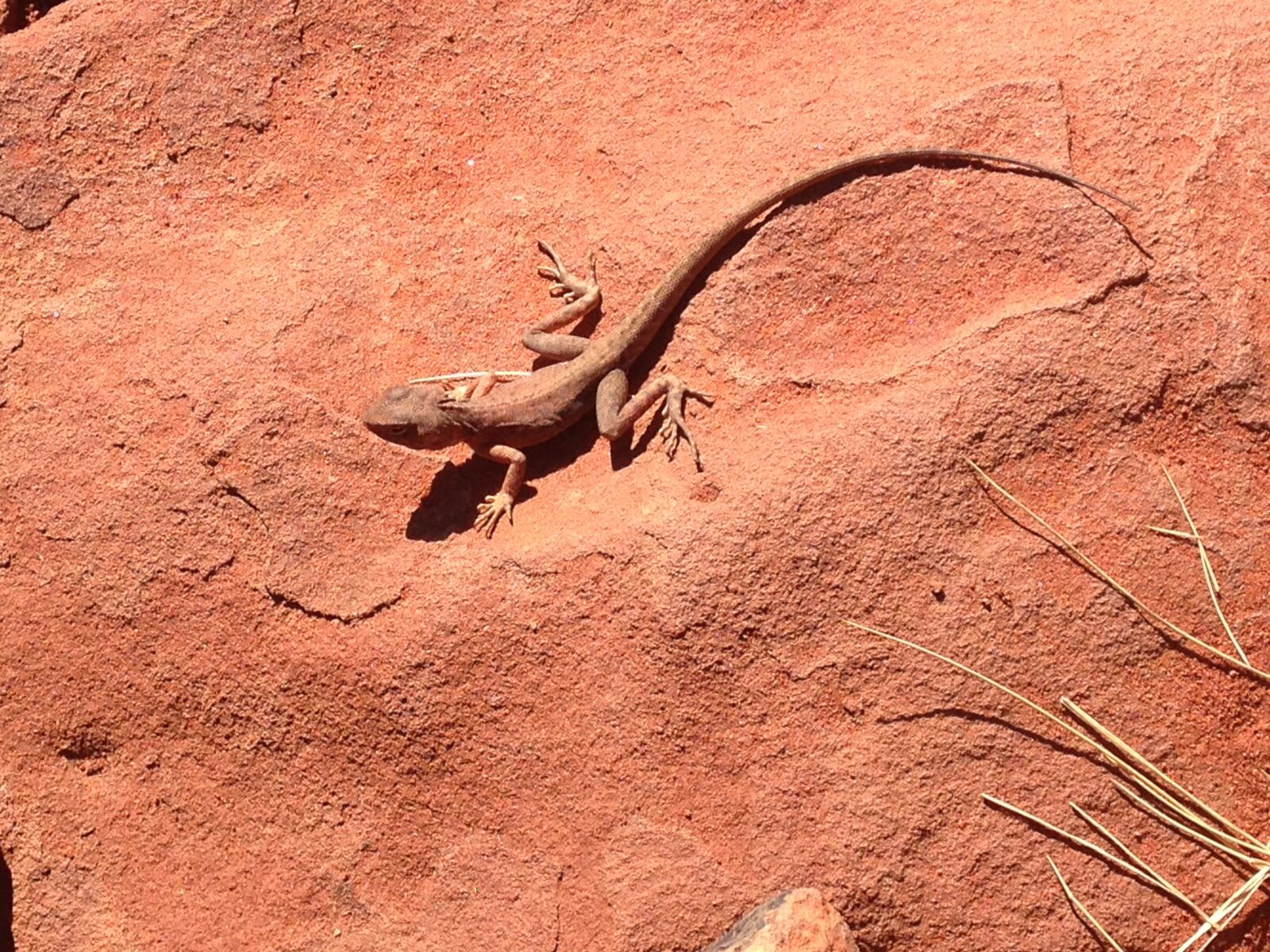 iPhone 5c back camera 4.12mm f/2.4 sample photo. Animal, lizard, outdoors, red photography