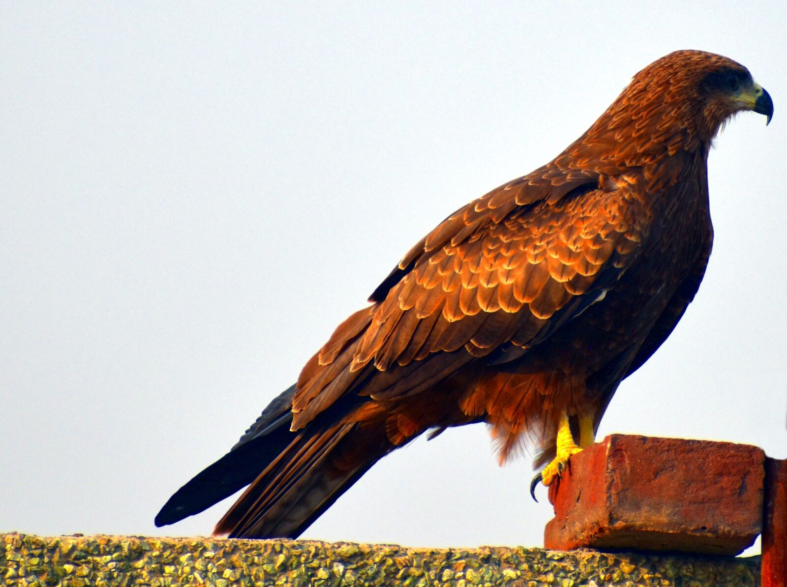 Nikon D5600 sample photo. Black kite, bird, raptor photography