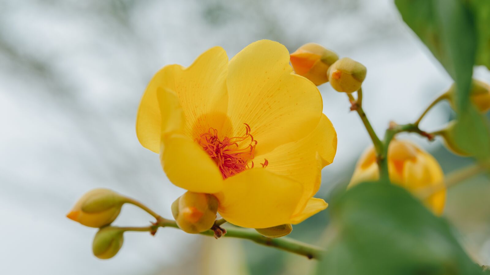 Nikon D610 sample photo. Supannika flower, flower, background photography