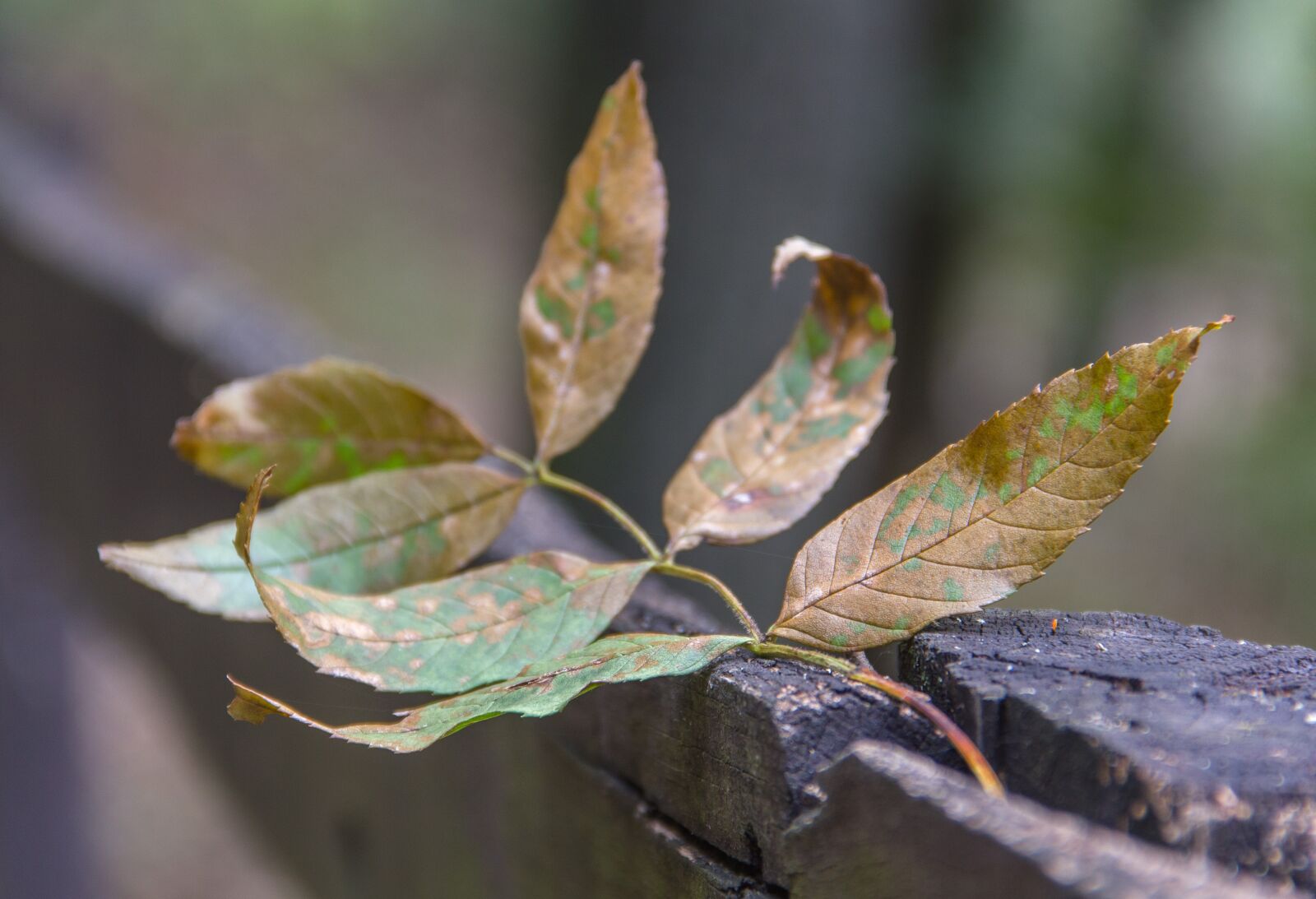 Canon EOS 550D (EOS Rebel T2i / EOS Kiss X4) sample photo. Autumn leaf, leaf, autumn photography