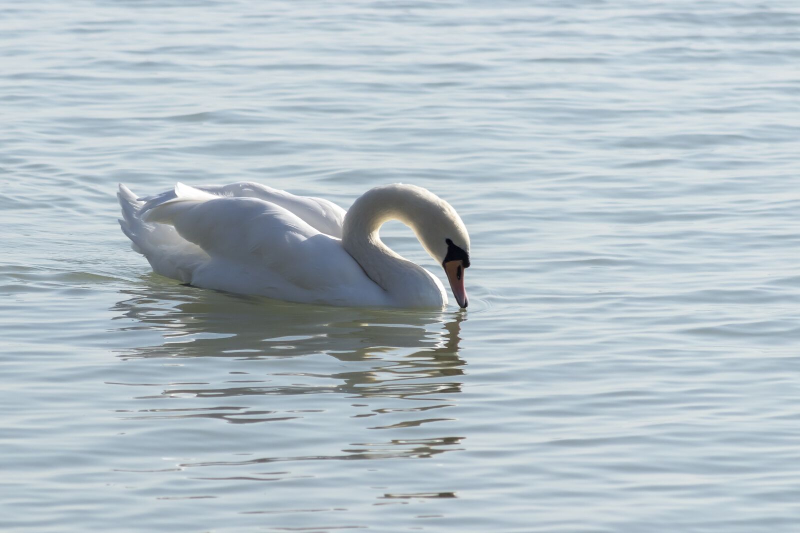 Canon EF75-300mm f/4-5.6 sample photo. Mute swan, bird, swim photography