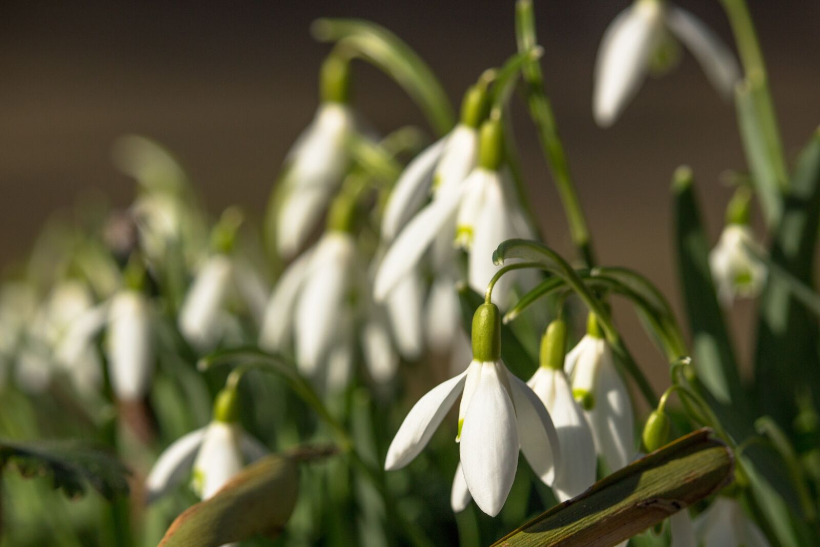 Canon EOS 100D (EOS Rebel SL1 / EOS Kiss X7) sample photo. Snowdrop, spring, flowers photography
