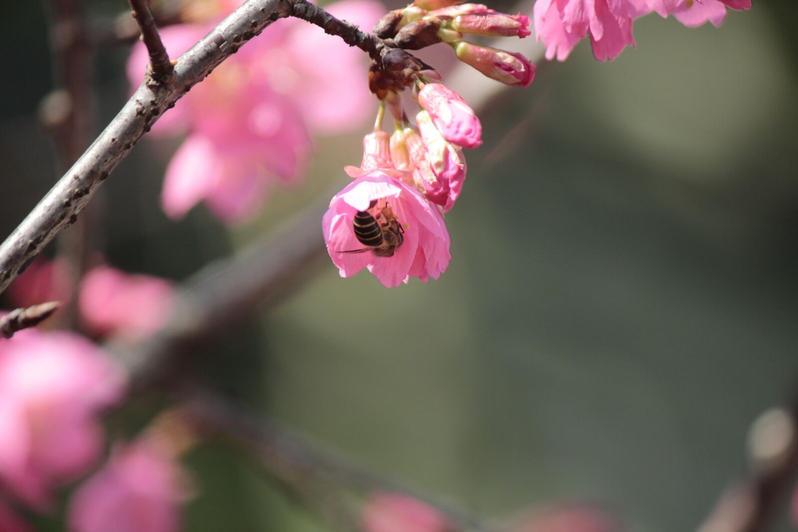 Canon EF-S 55-250mm F4-5.6 IS II sample photo. Wild cherry petals, hua photography