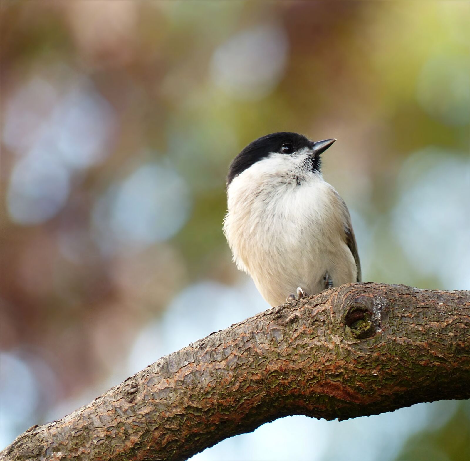Panasonic Lumix DMC-FZ200 sample photo. Animal, bird, songbird photography
