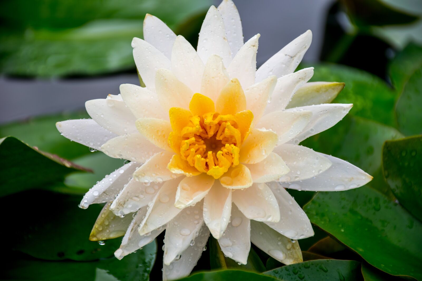Nikon D5300 sample photo. Flower, nature, lotus photography