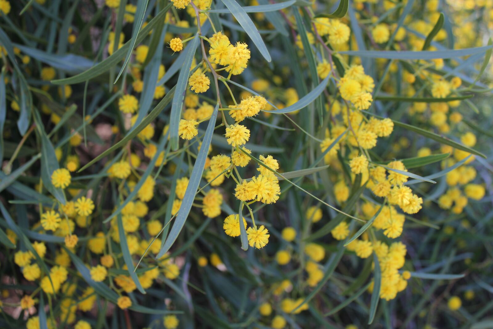 Canon EOS 550D (EOS Rebel T2i / EOS Kiss X4) sample photo. Flowers, yellow, nature photography