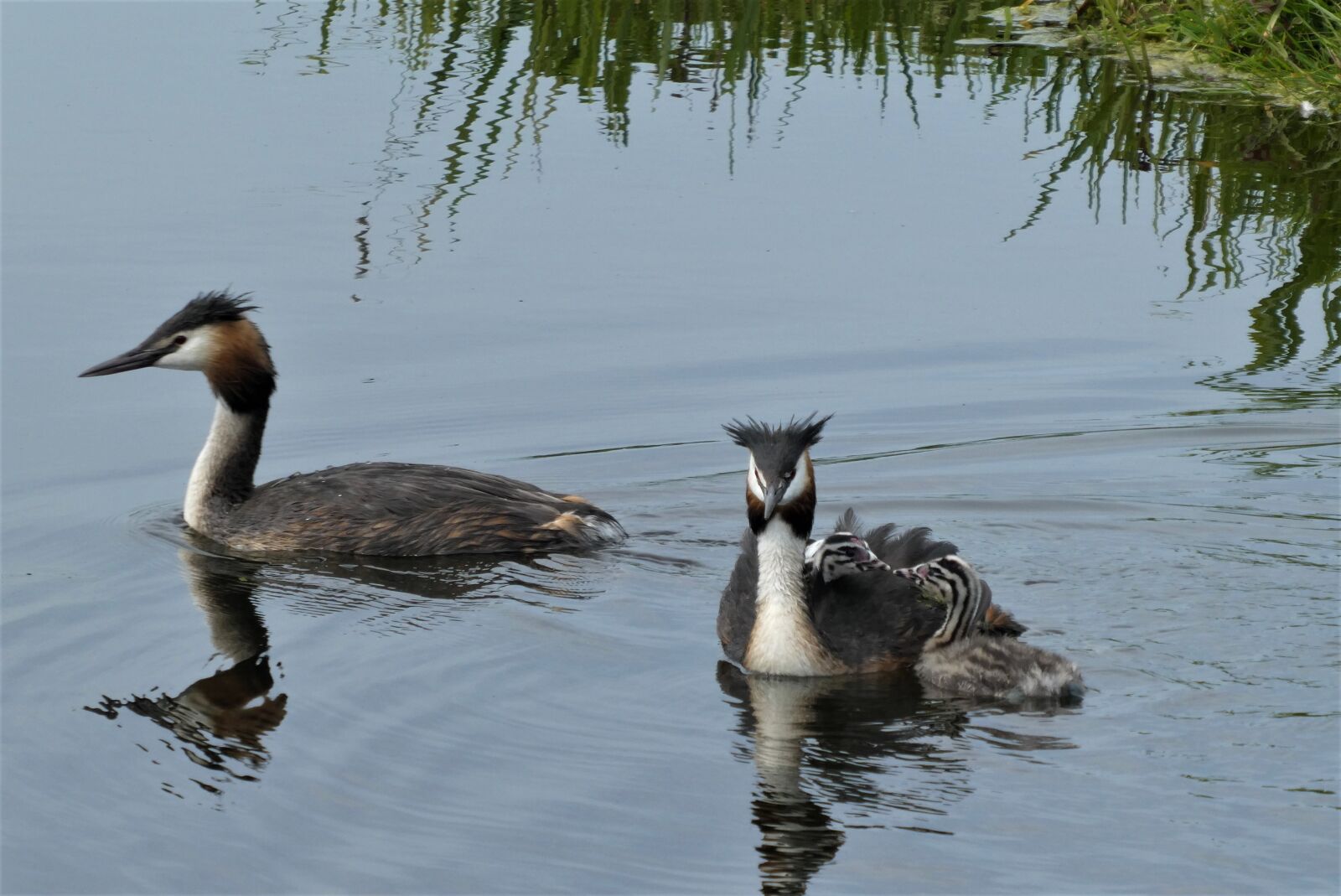 Panasonic Lumix DC-ZS70 (Lumix DC-TZ90) sample photo. Great crested grebe with photography