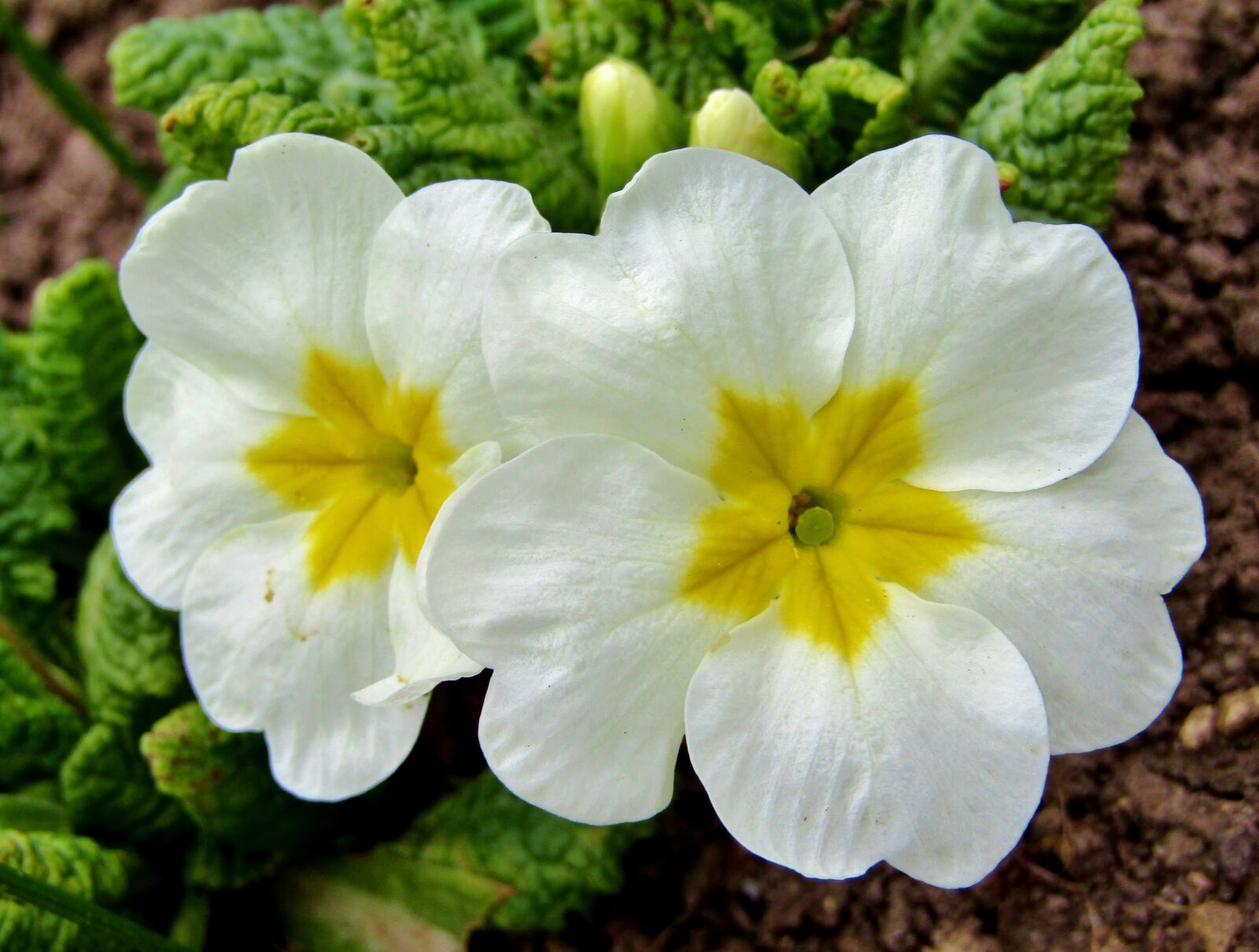 Canon POWERSHOT SX432 IS sample photo. Spring, white, nature photography
