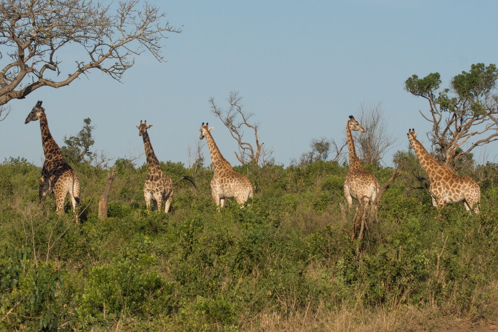 Nikon D7200 sample photo. Giraffe, kwazulu natal, africa photography