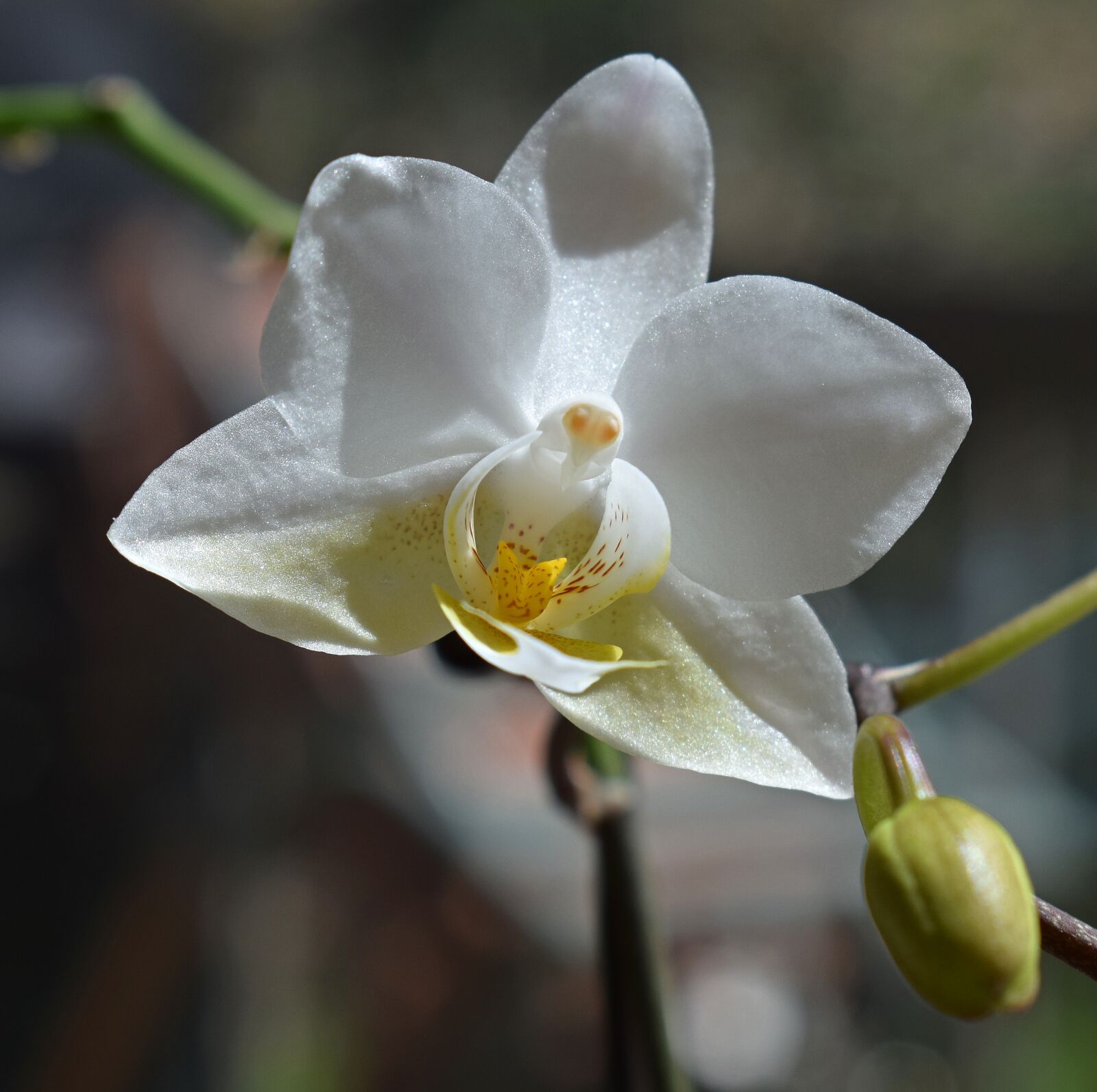 Nikon D3300 sample photo. Hybrid phalaenopsis, phalaenopsis, orchid photography