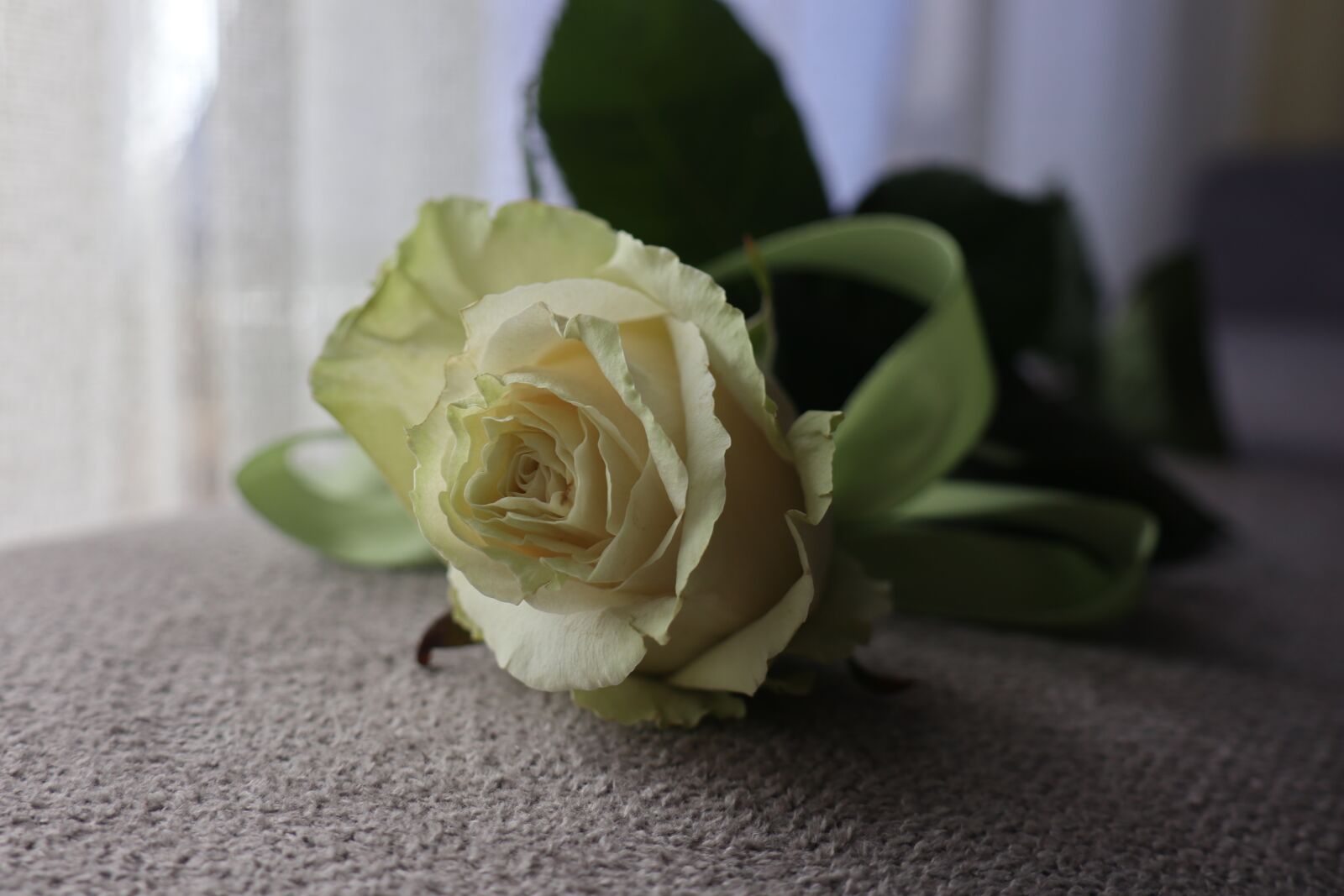 Canon EOS M6 sample photo. Flower, rose, romantic photography