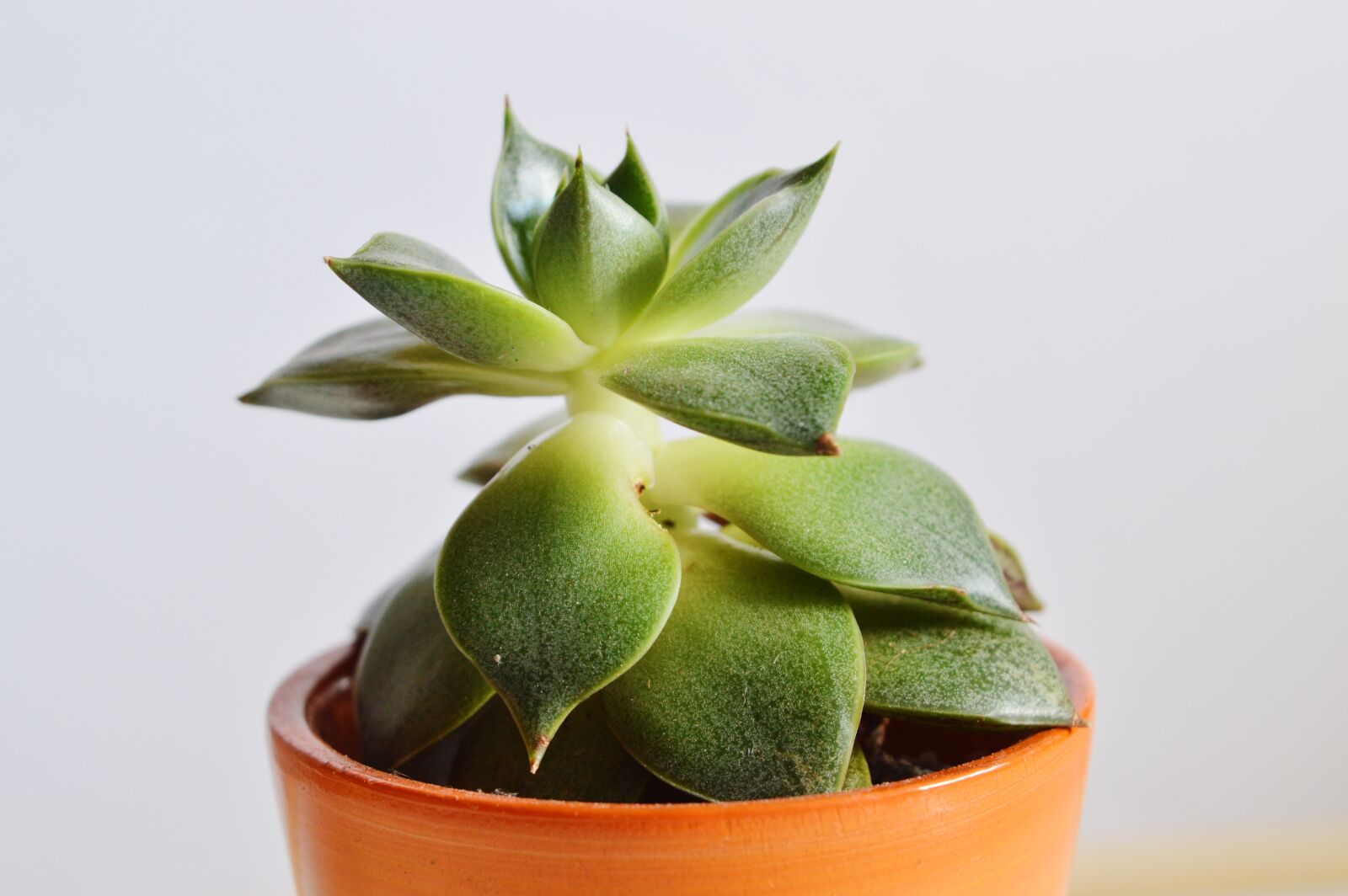 Nikon D3200 sample photo. Airy, plant, plant pot photography