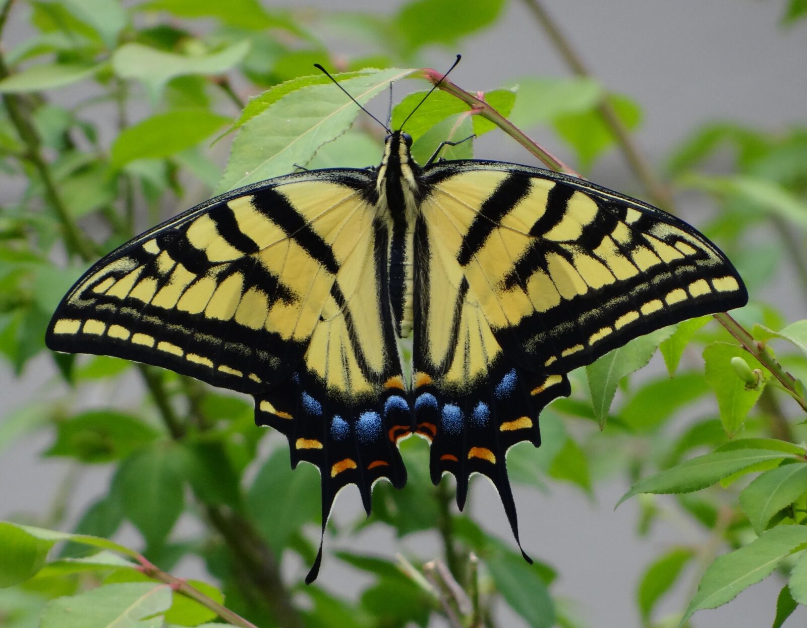 Sony DSC-HX200V sample photo. Yellow monarch, butterfly, monarch photography