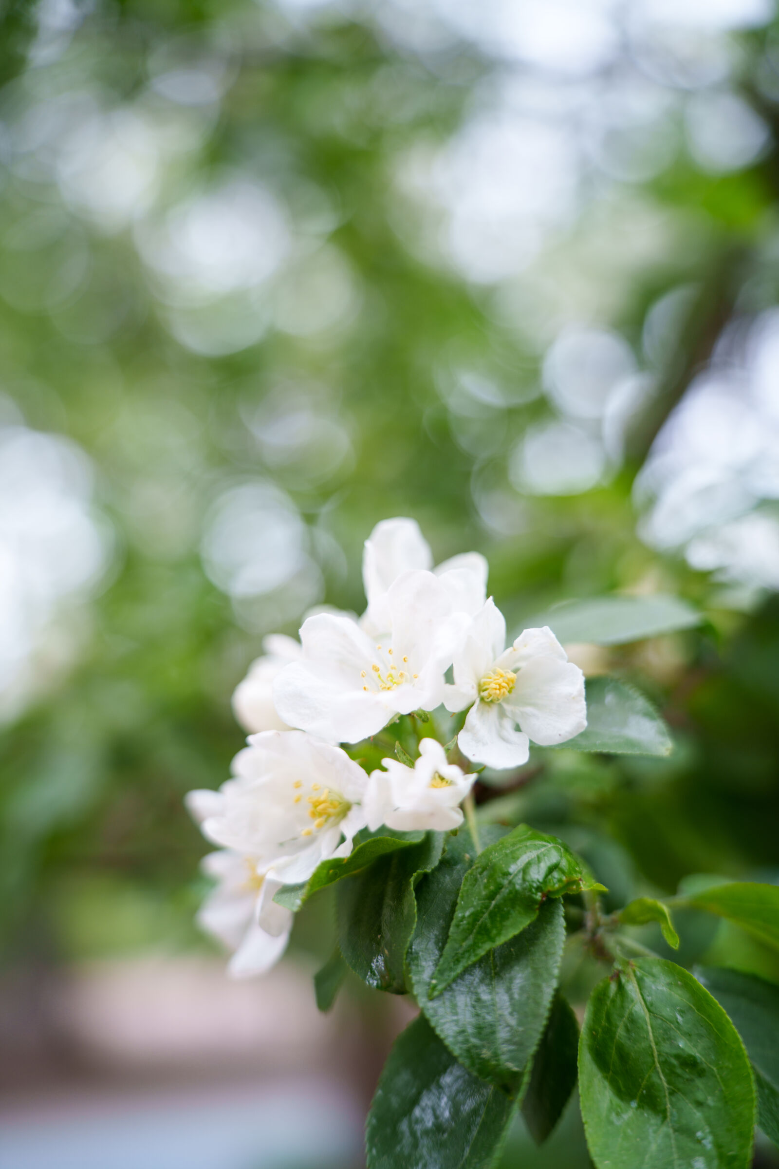 SAMYANG AF 35-150mm F2-2.8 sample photo. Flower bokeh photography