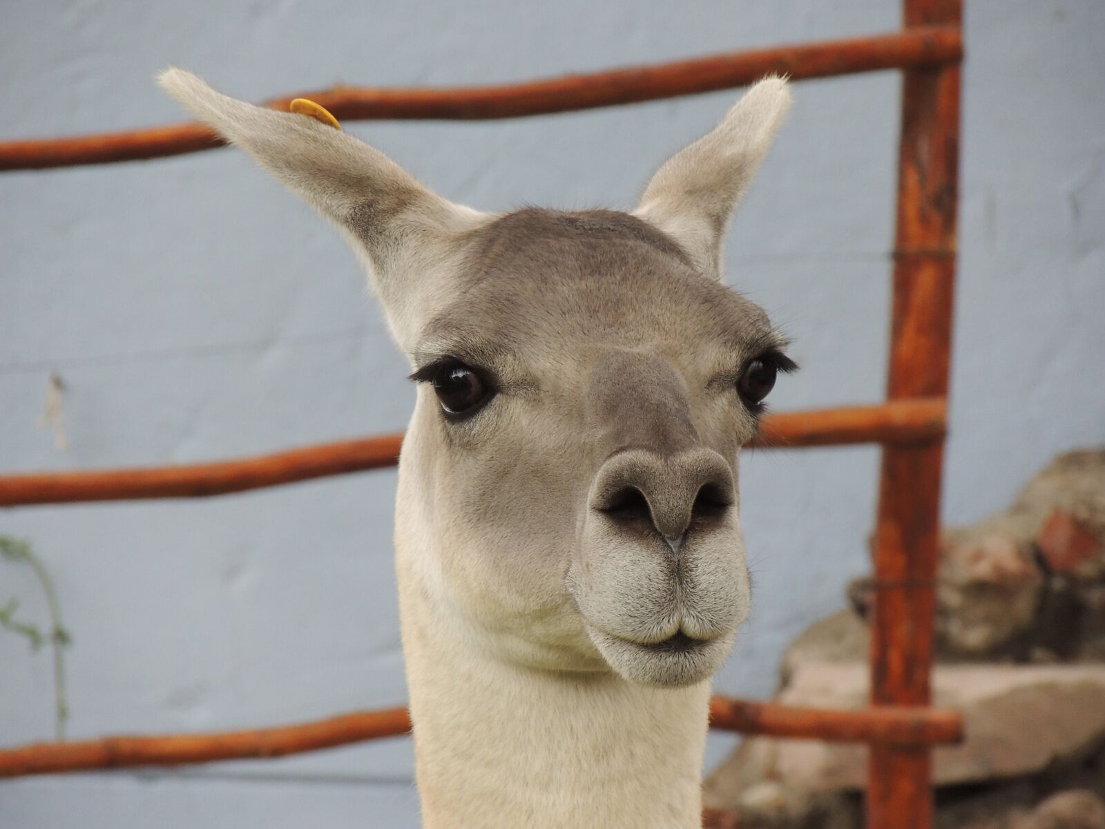 Nikon Coolpix P510 sample photo. Llama, animal, peru photography