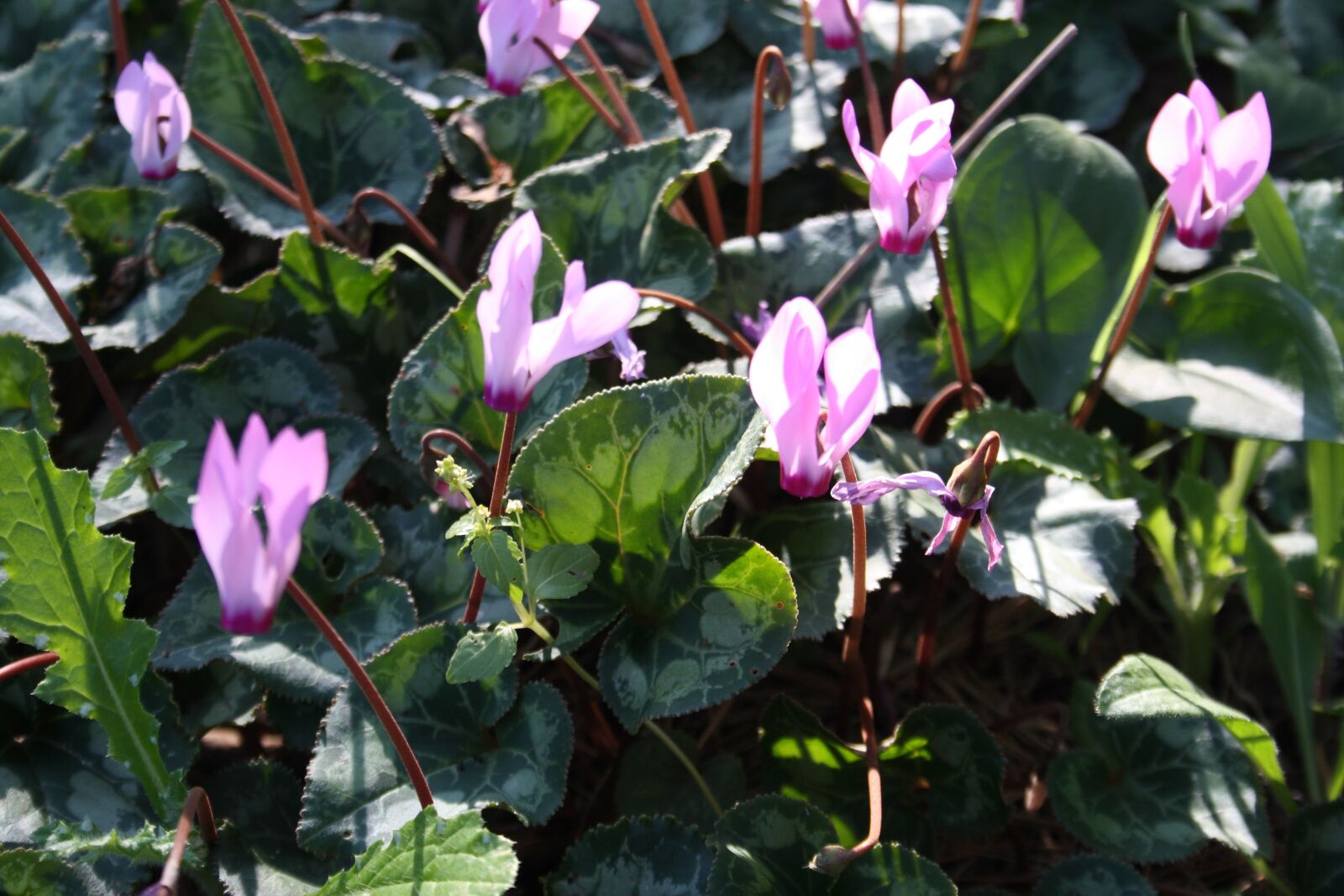 Canon EOS 1000D (EOS Digital Rebel XS / EOS Kiss F) sample photo. Cyclamen, purple, spring photography