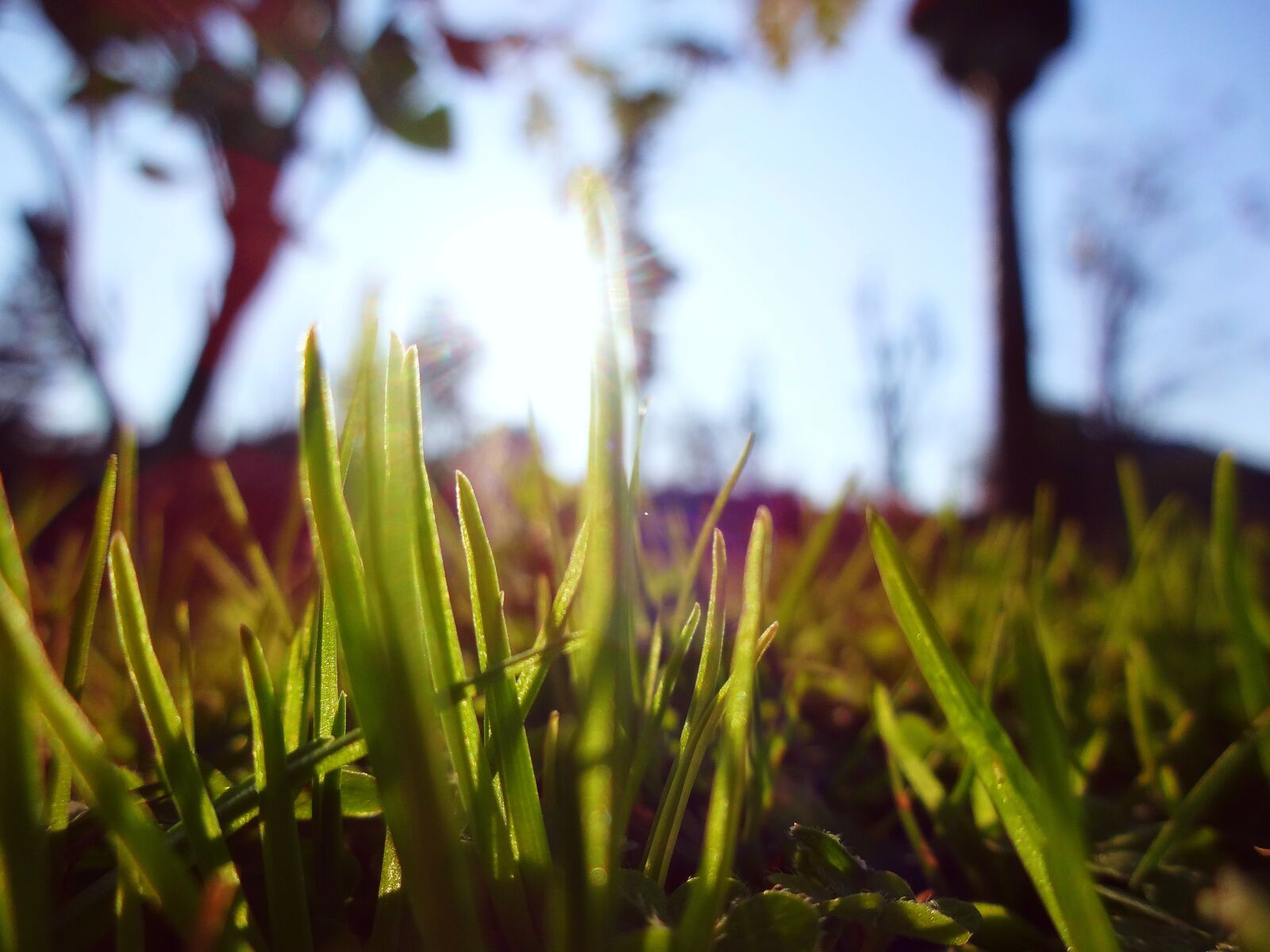Sony DSC-WX150 sample photo. Macro, grass, green photography