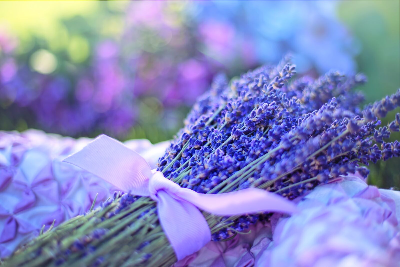 Canon EF 50mm F1.4 USM sample photo. Lavender, fresh, flowers photography