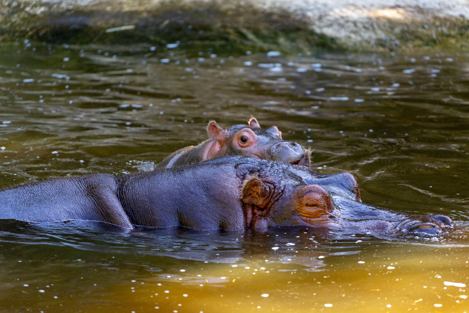 Sony a7 II + Sony FE 70-200mm F4 G OSS sample photo. Hippopotamus, zoo, mammals photography