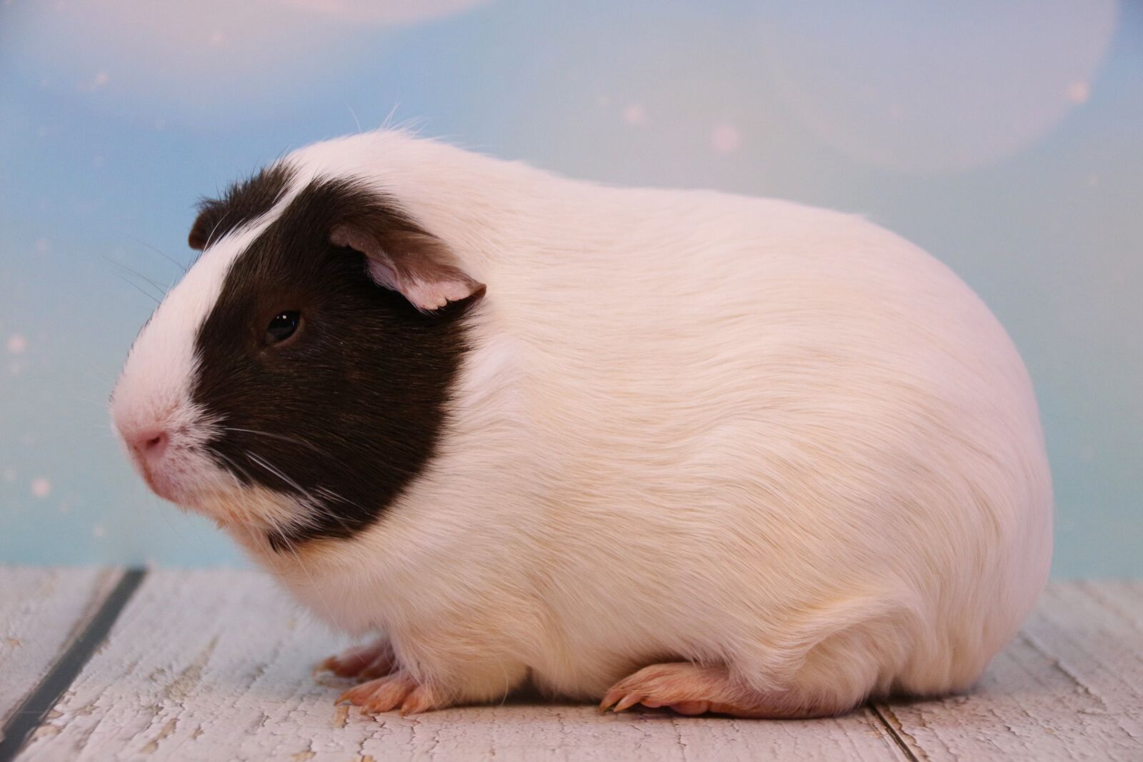 Canon EOS 700D (EOS Rebel T5i / EOS Kiss X7i) sample photo. Guinea pig, rodent, pet photography
