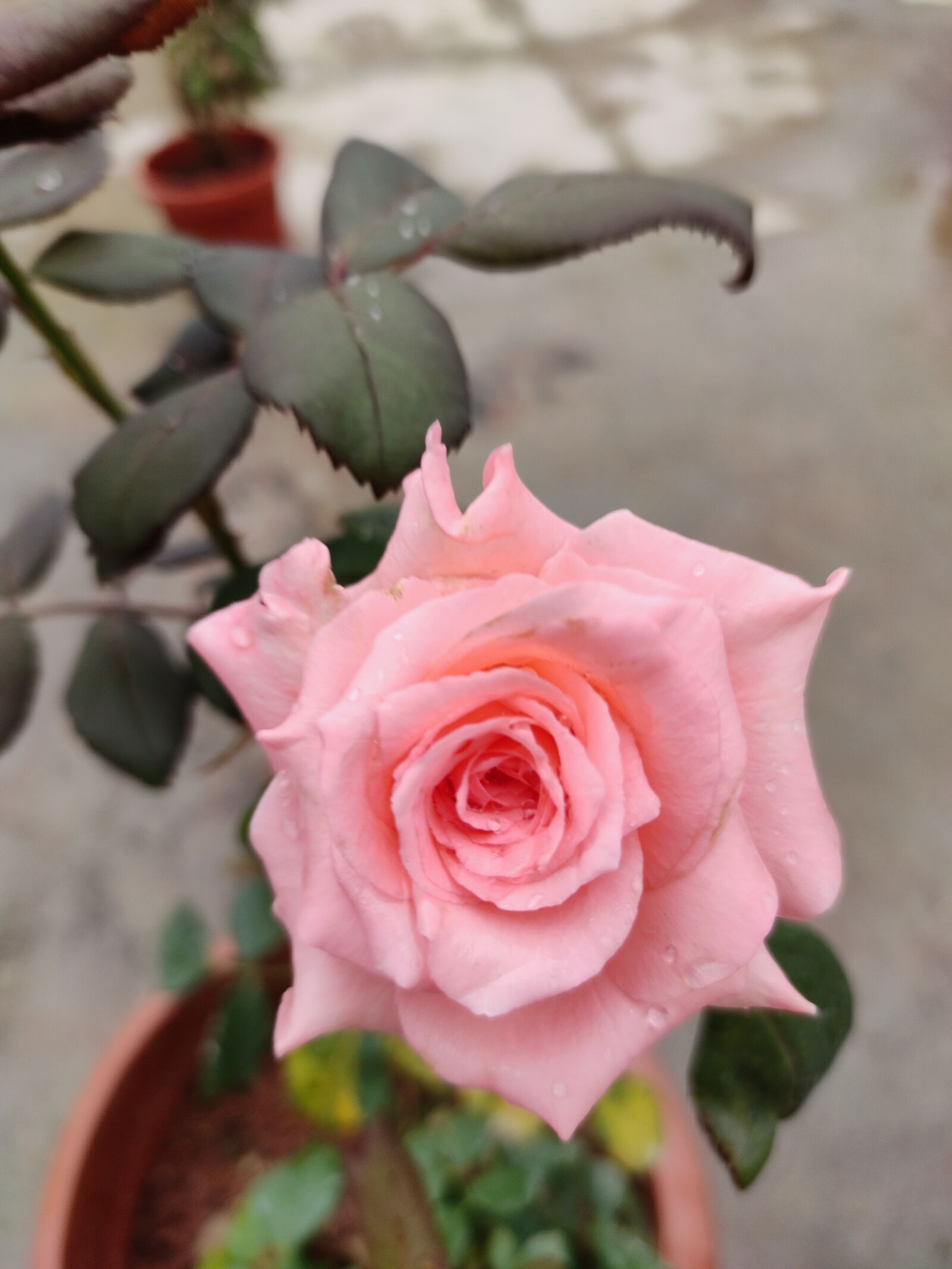 Xiaomi Redmi Note 7 Pro sample photo. Rose, pink rose, pink photography