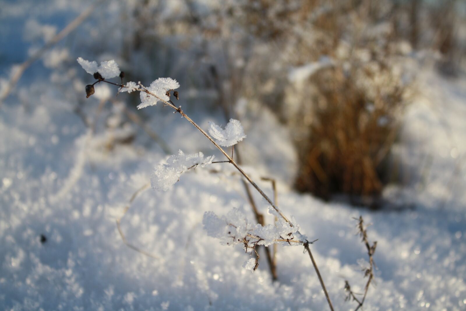Canon EOS 1000D (EOS Digital Rebel XS / EOS Kiss F) sample photo. Snow, ice, winter photography