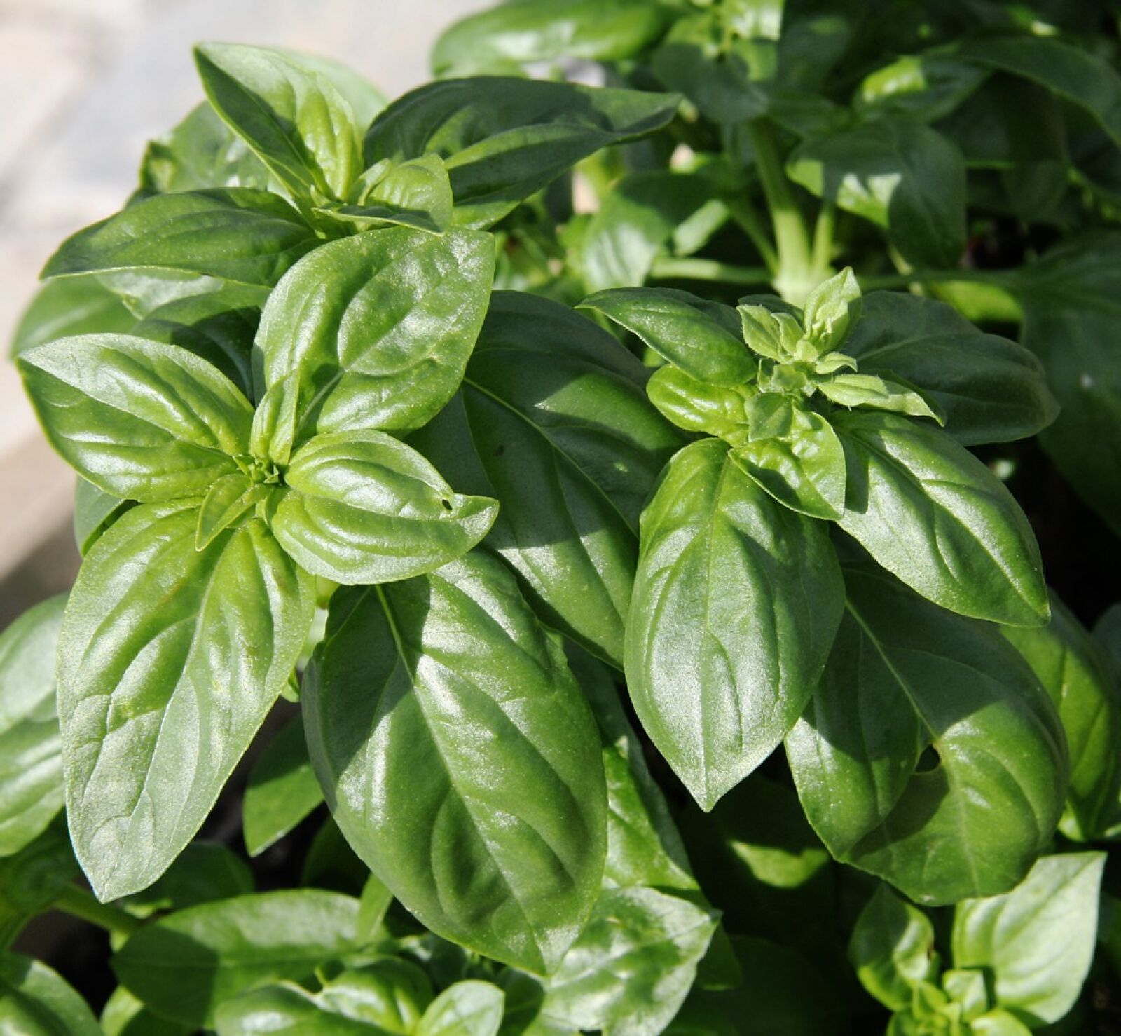Canon EOS 40D sample photo. Basil, plant, spice photography