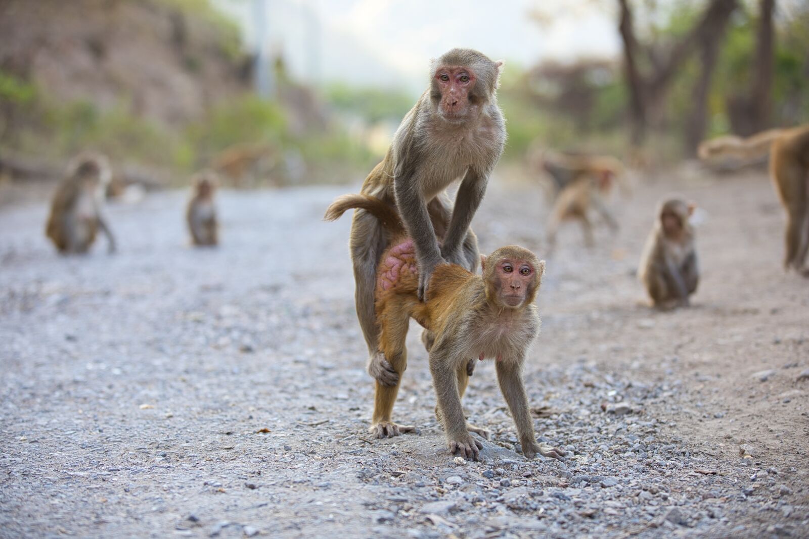 Canon EOS 5D Mark IV + Canon EF 70-200mm F2.8L IS II USM sample photo. Monkey, animal, gorilla photography