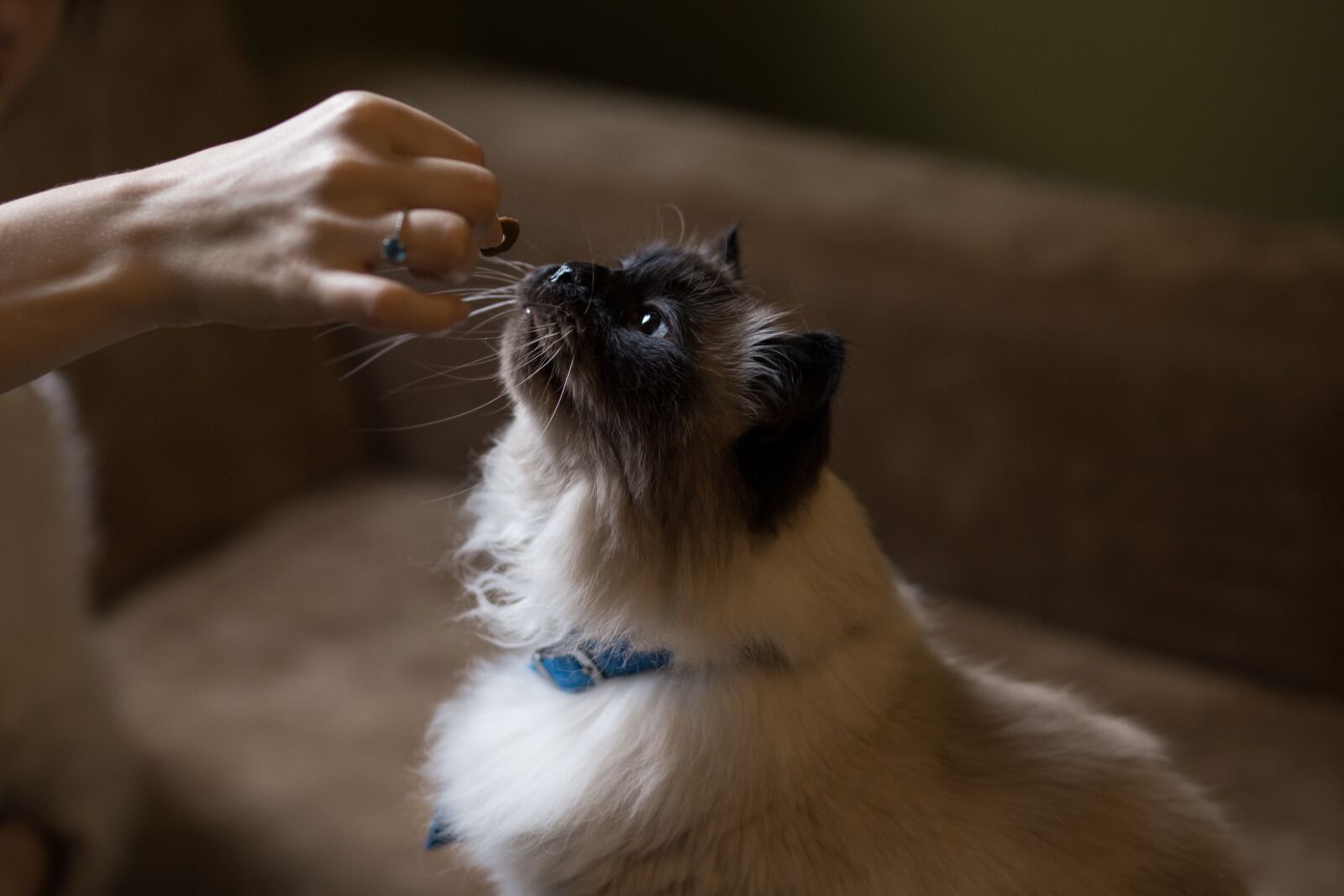 Canon EF 85mm F1.8 USM sample photo. Couch, cat, animal photography