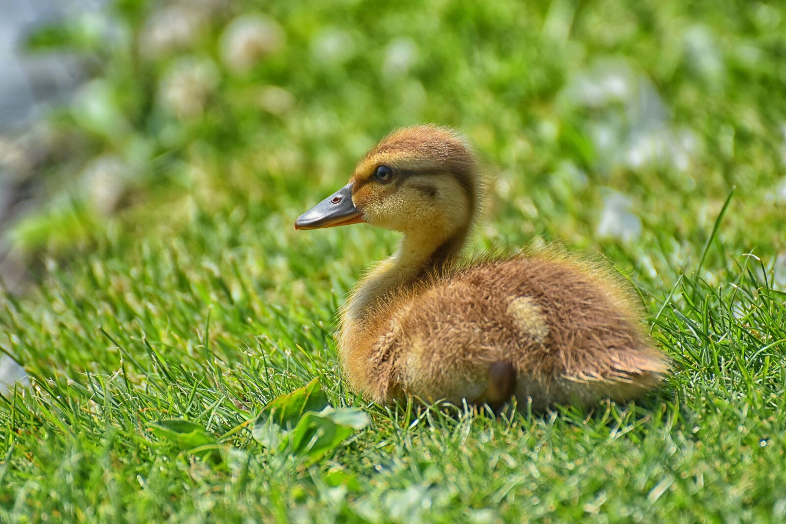 Nikon D7200 sample photo. Chicks, ducklings, mallard photography