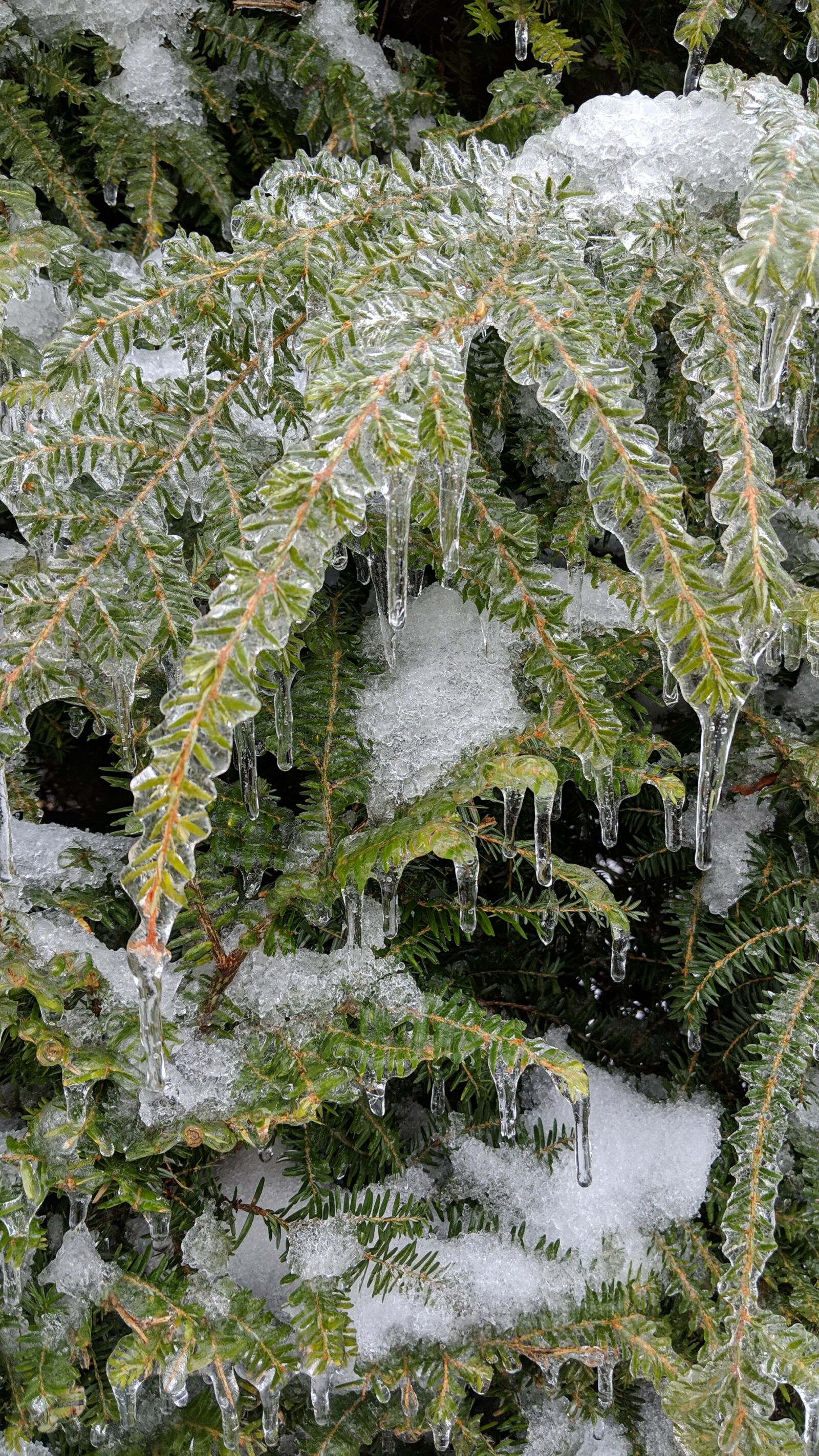 Google Pixel 2 XL sample photo. Winter, trees, frozen photography