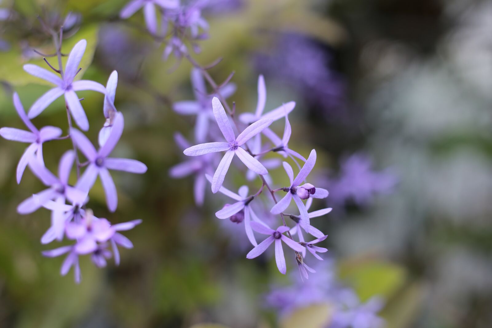 Canon EOS 6D + Canon EF 50mm F1.8 STM sample photo. The garden, flower, flower photography