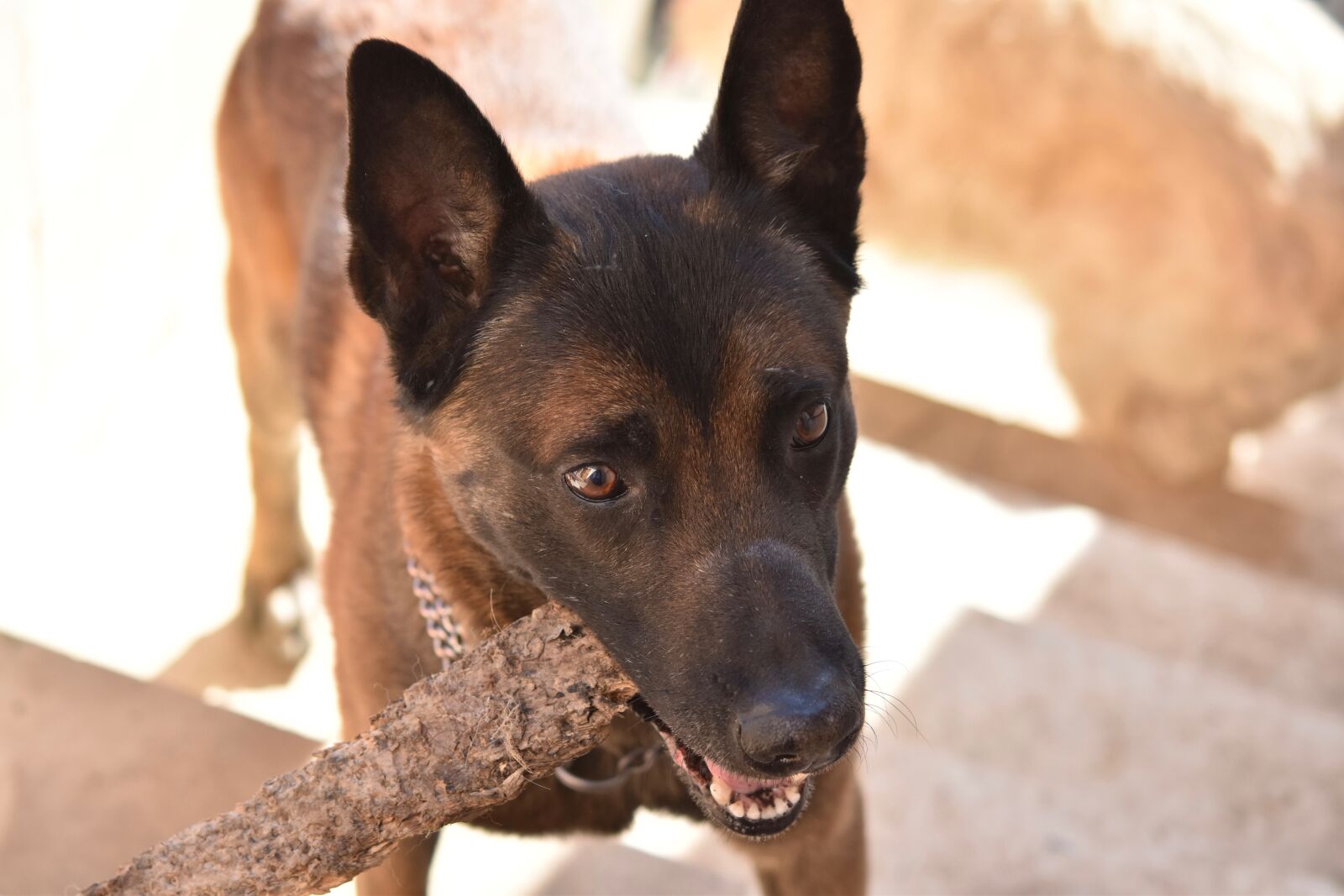 Nikon D5600 sample photo. Dog, chien berger beige photography