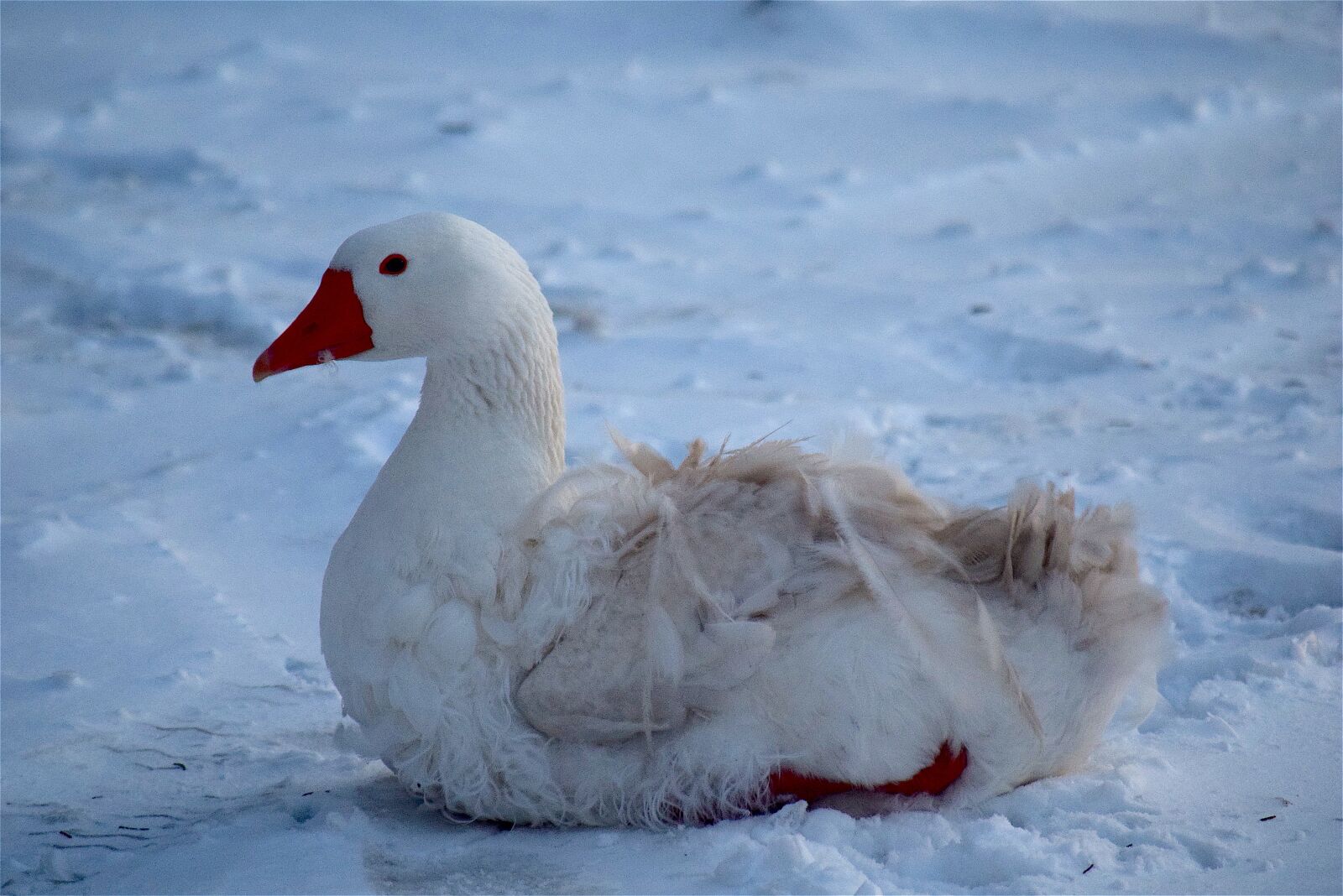 Nikon D3300 sample photo. Goose, white, snow photography