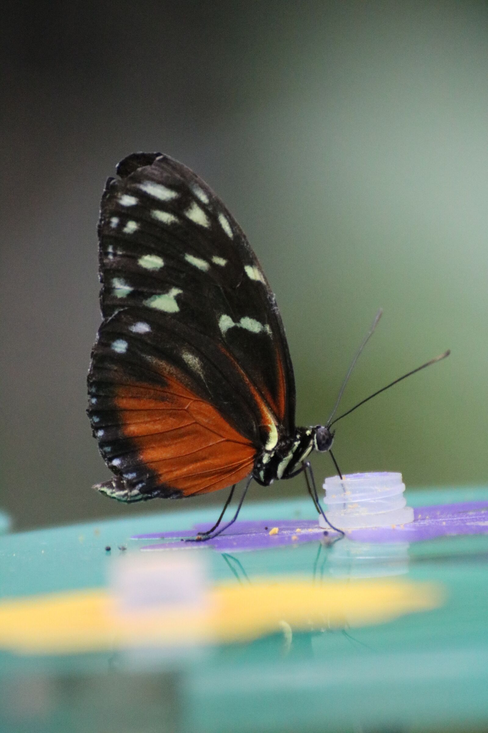 Canon EOS 750D (EOS Rebel T6i / EOS Kiss X8i) sample photo. Butterfly, close up, bug photography