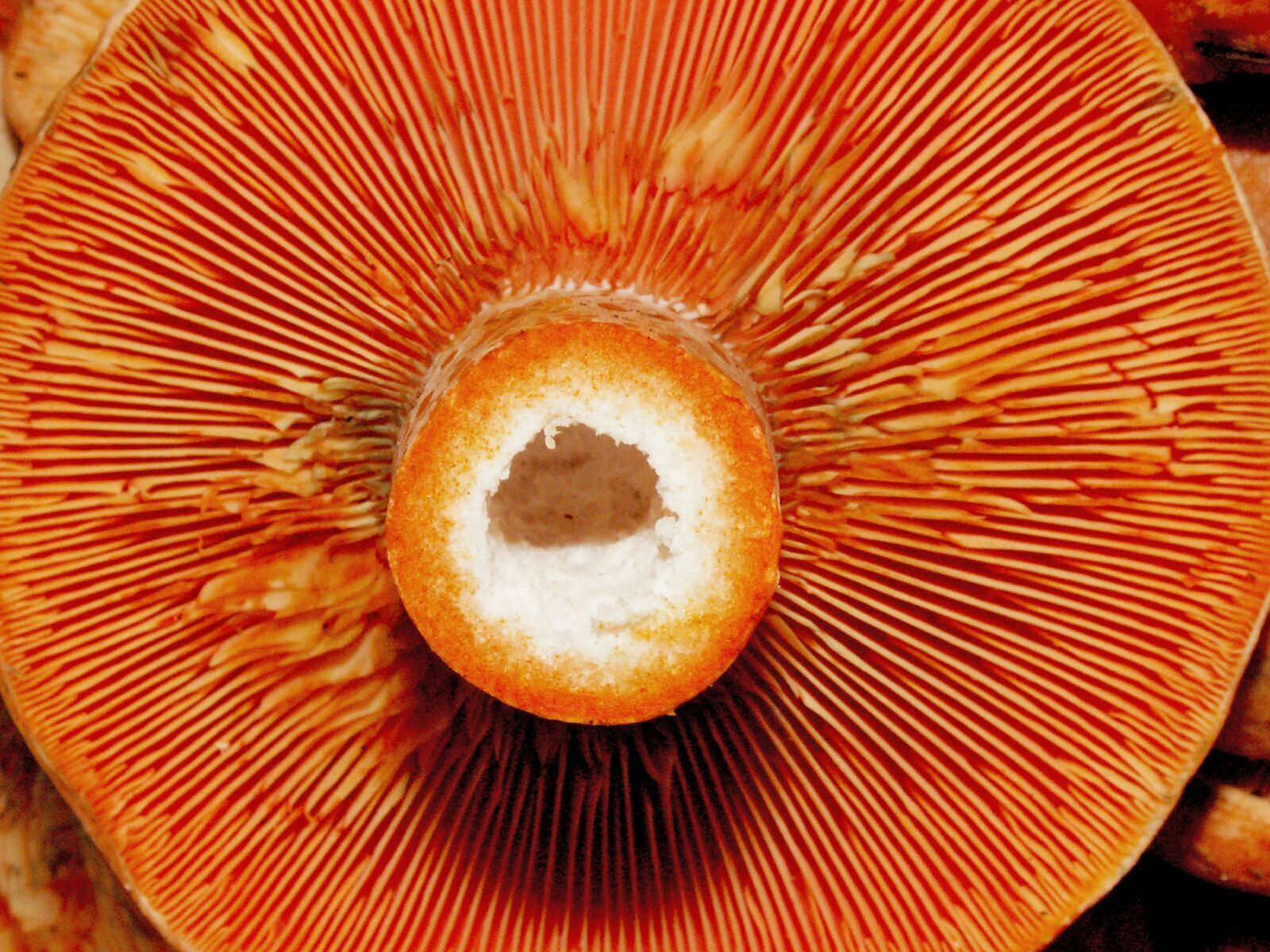 KONICA MINOLTA DiMAGE Z5 sample photo. Mushroom, rydz, forest photography