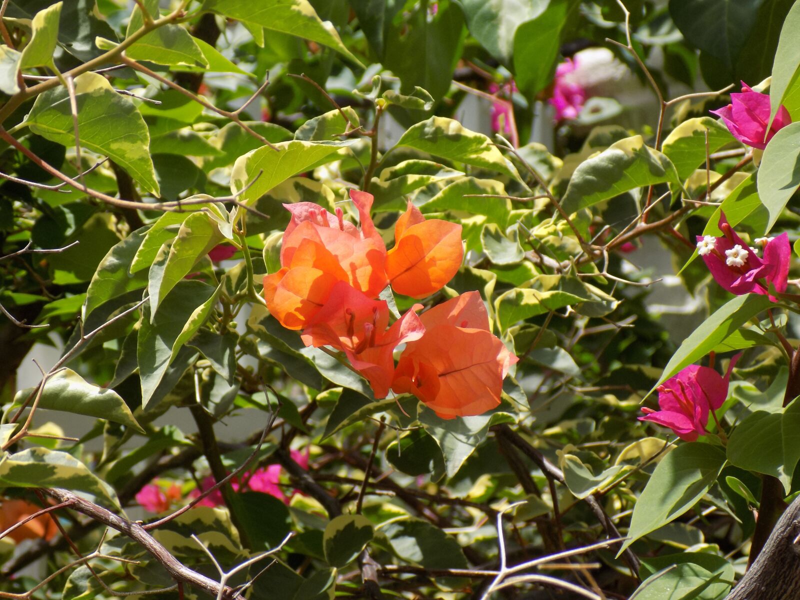 Nikon COOLPIX L340 sample photo. Orange, flower, decorative photography