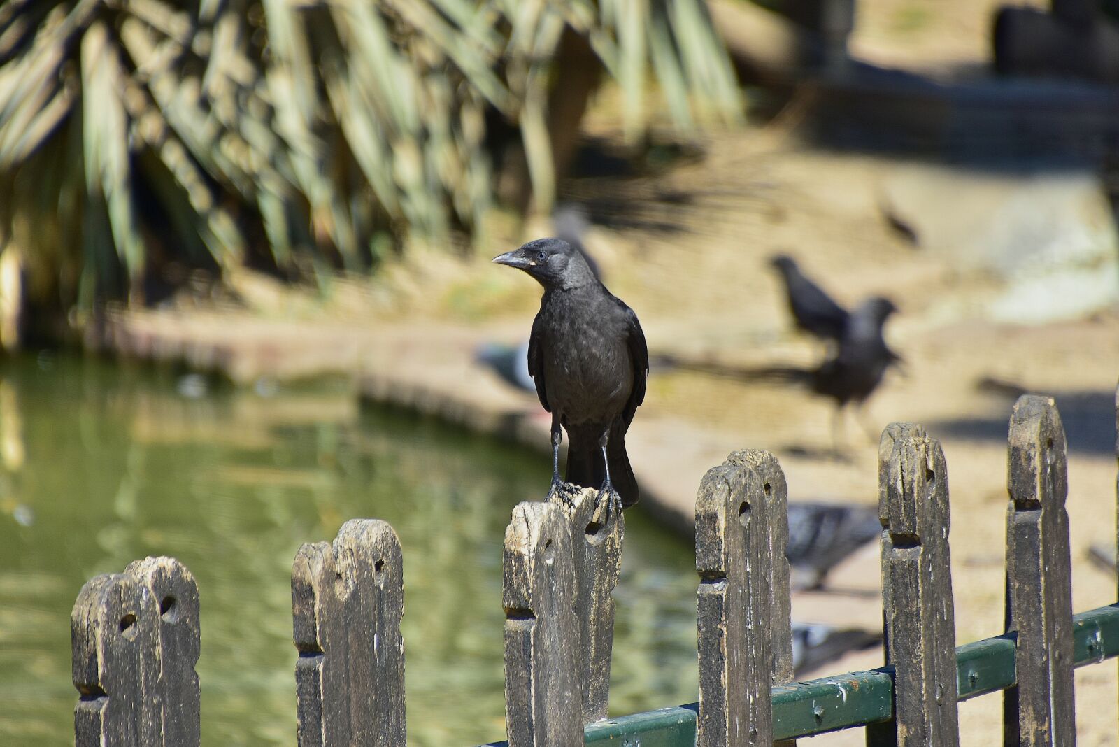 Nikon D7200 sample photo. Crows, rook, black photography