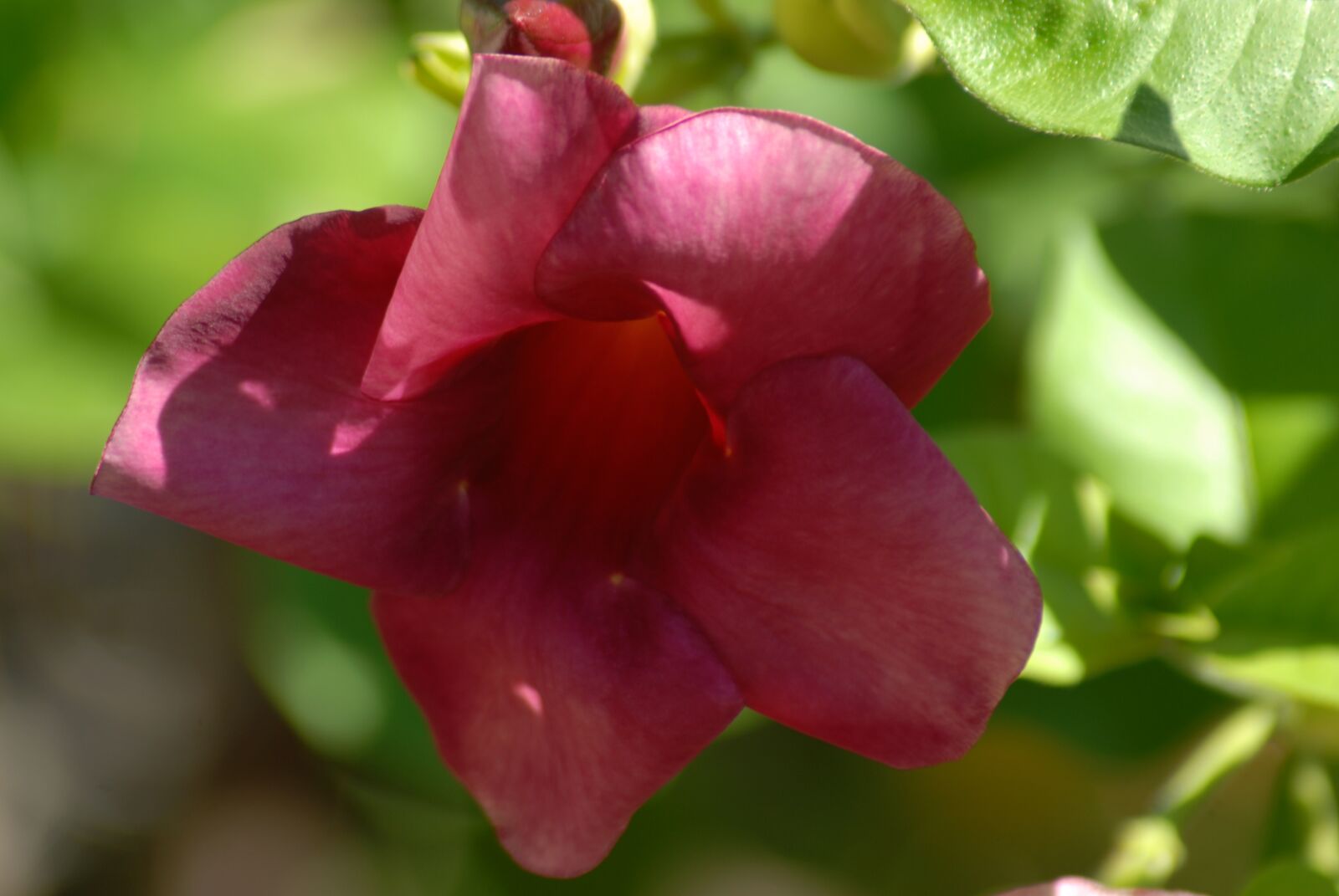 Nikon D200 sample photo. Purple flower regional, flowers photography