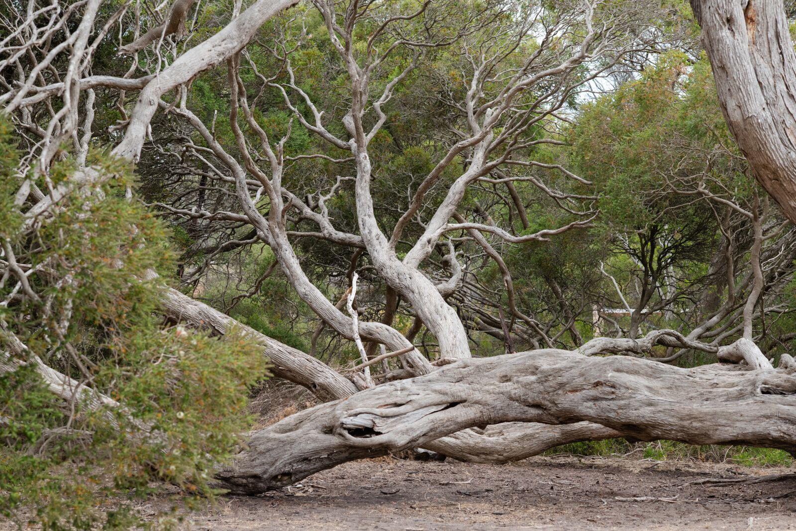 Nikon D850 sample photo. Moonah tree, moonahs, melaleuca photography