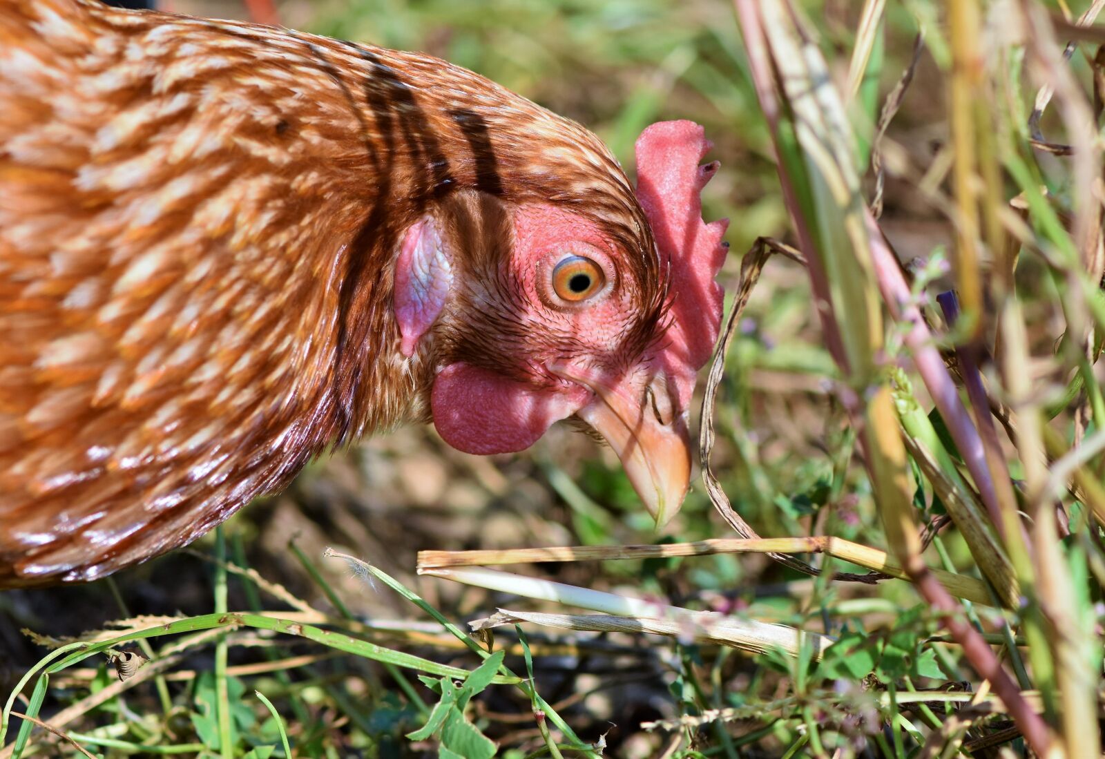 Nikon D7200 sample photo. Chicken, hen, poultry photography