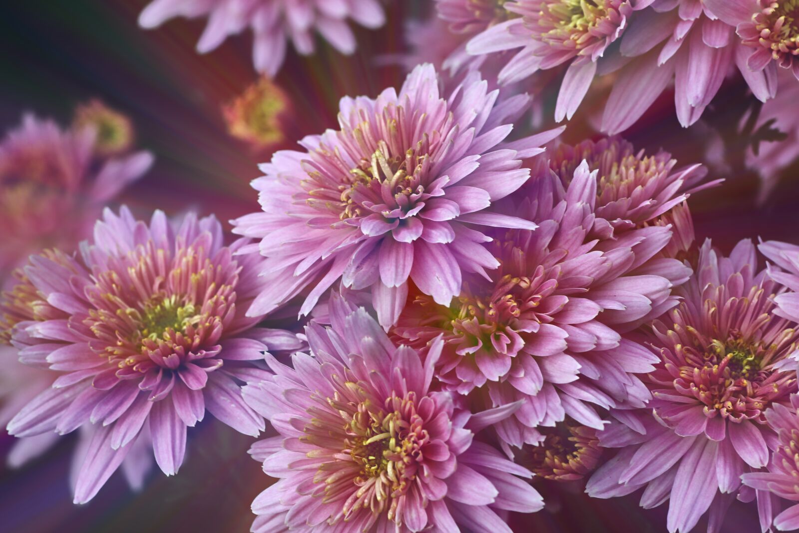 Tamron SP 90mm F2.8 Di VC USD 1:1 Macro sample photo. Chrysanthemums, bill, bouquet photography