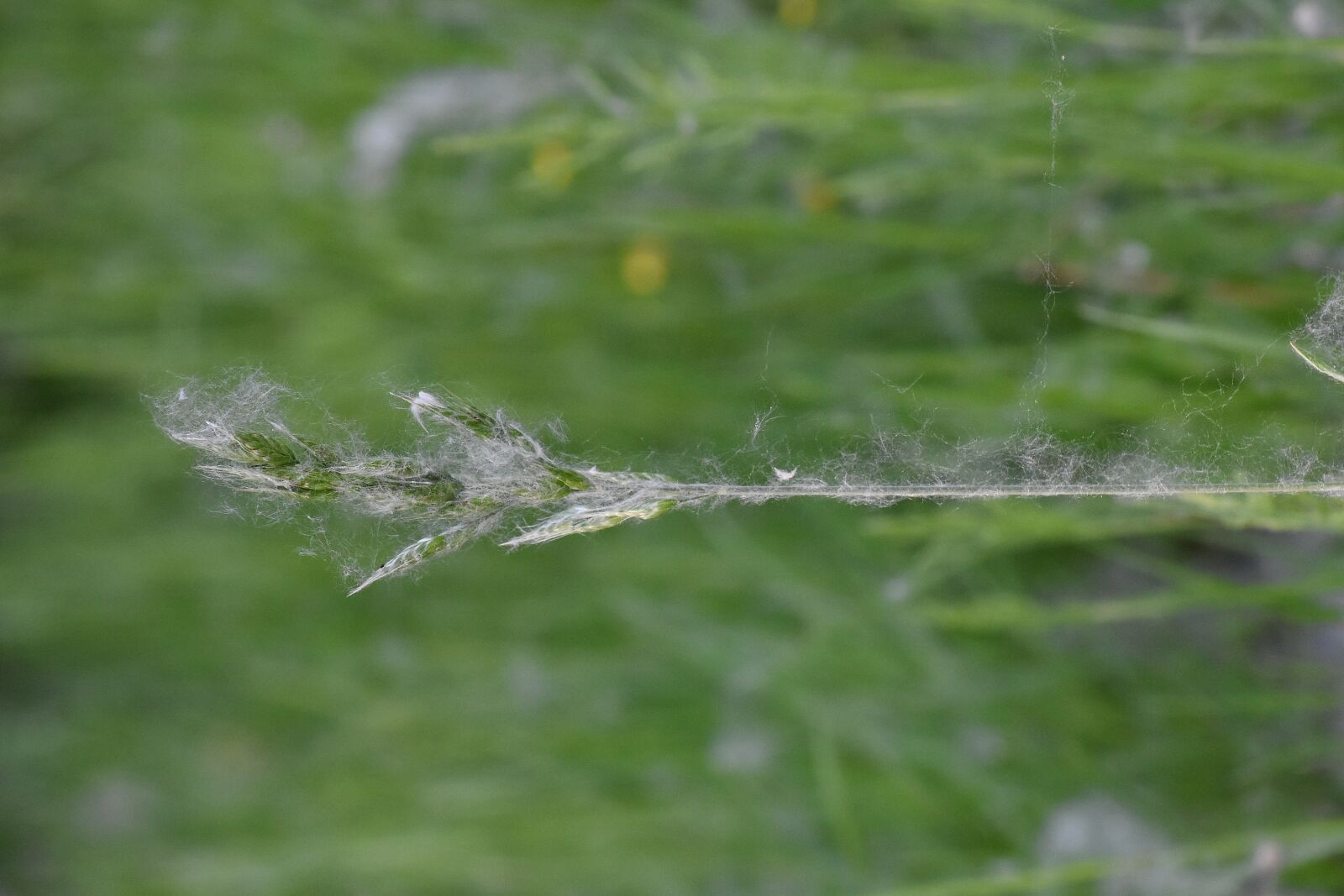 Nikon D5500 sample photo. Close-up, grass, horizontal, side photography