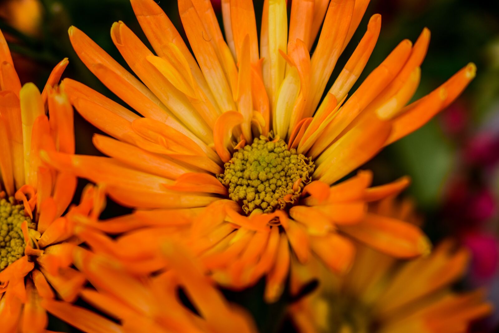 Nikon D3400 sample photo. Flower, nature, plant photography