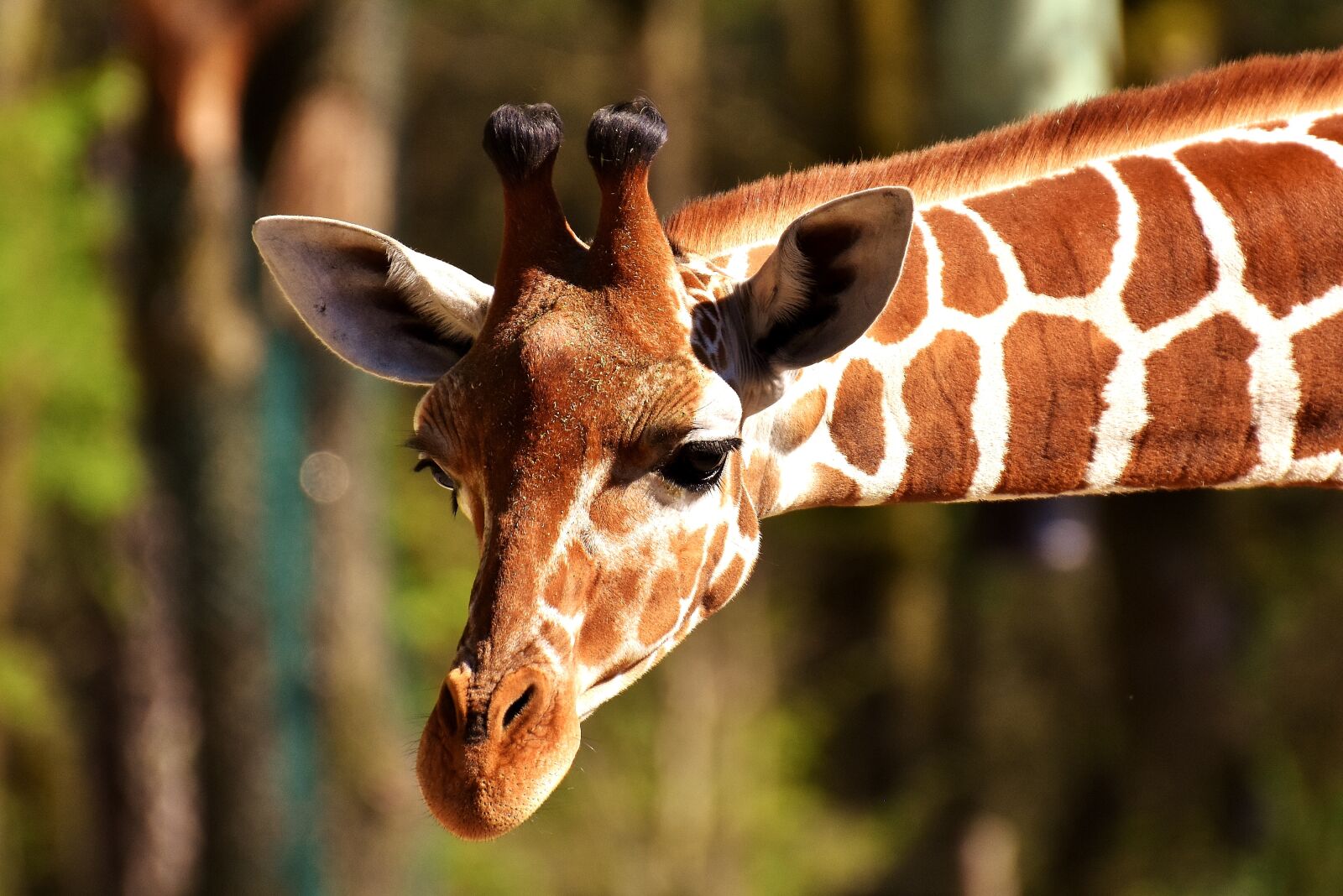 Nikon D7200 sample photo. Giraffe, wild animal, stains photography