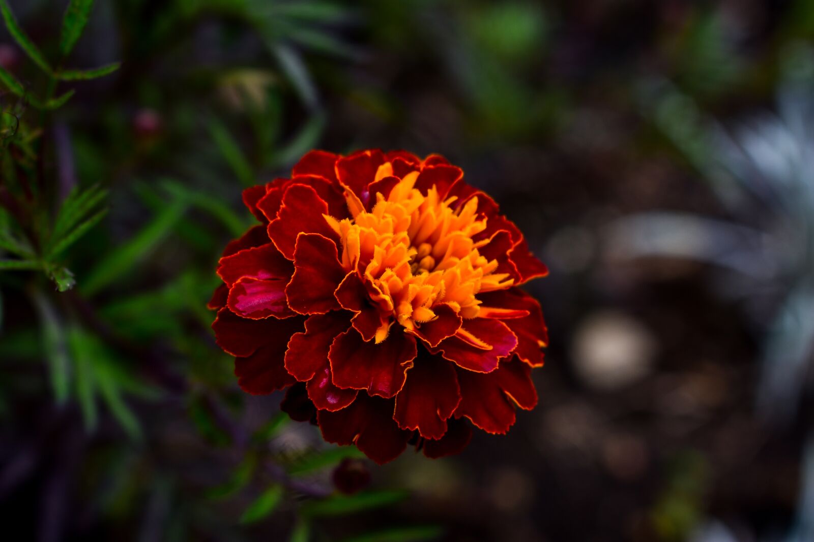 Nikon D3400 sample photo. Nature, plant, flower photography