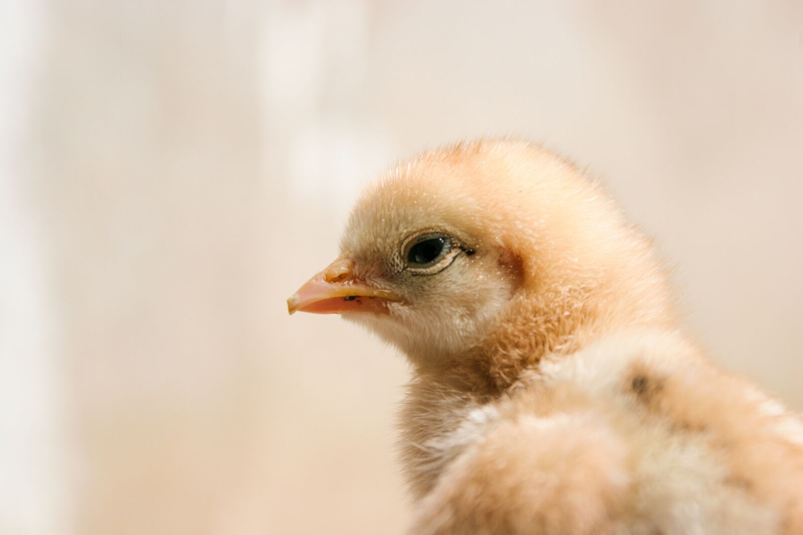 Canon EOS 20D sample photo. Chick, chicken, baby photography