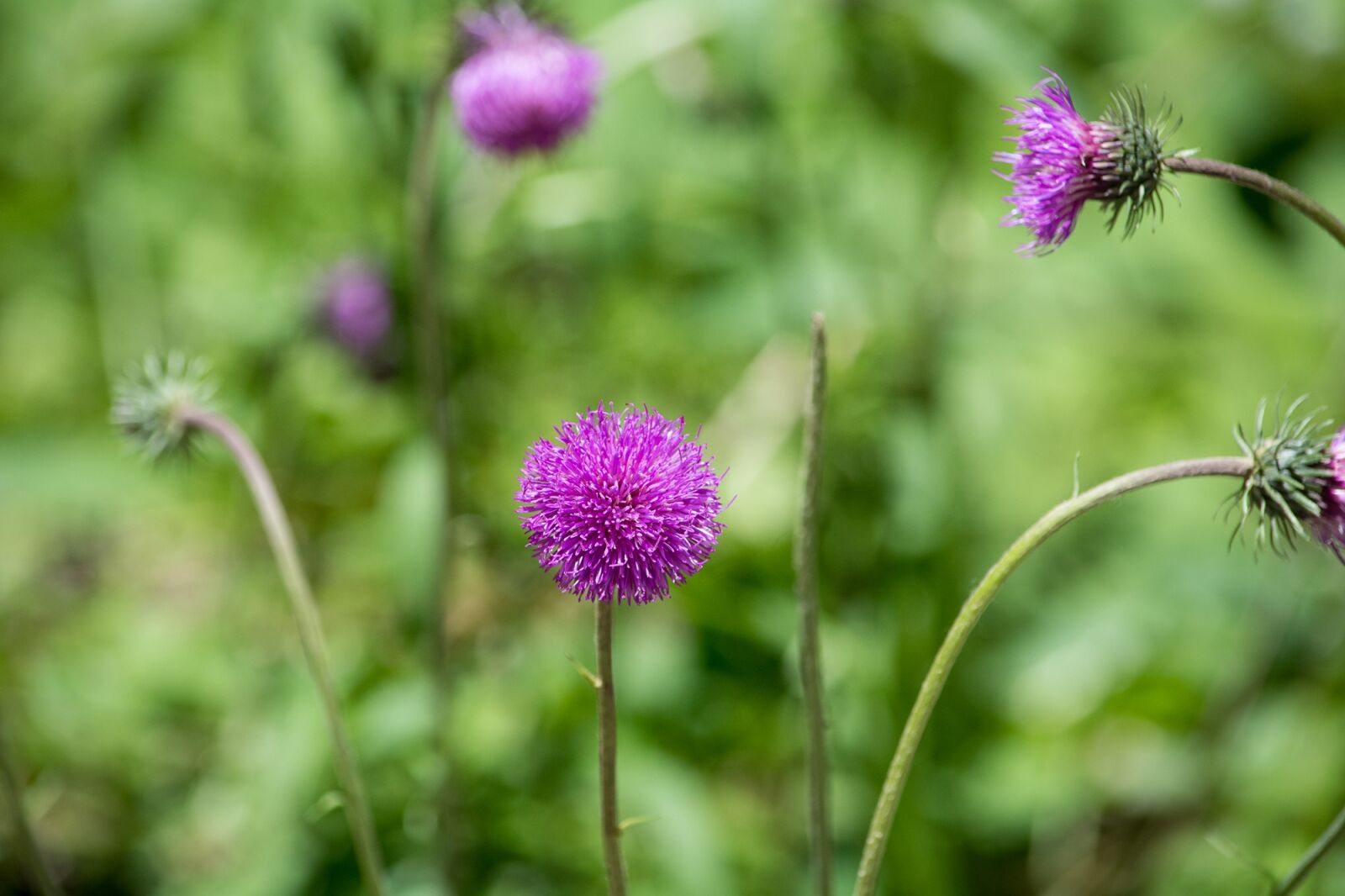 Nikon D7100 sample photo. Bluets, wigs knapweed, plant photography