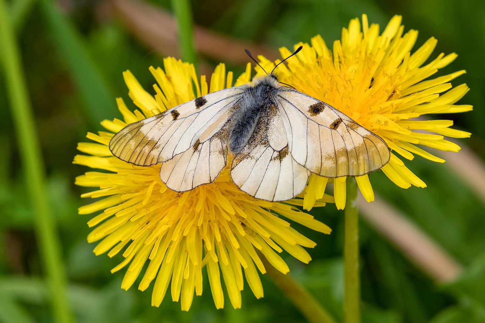 Canon EOS 5D Mark IV sample photo. Dandelion, butterfly, flower photography